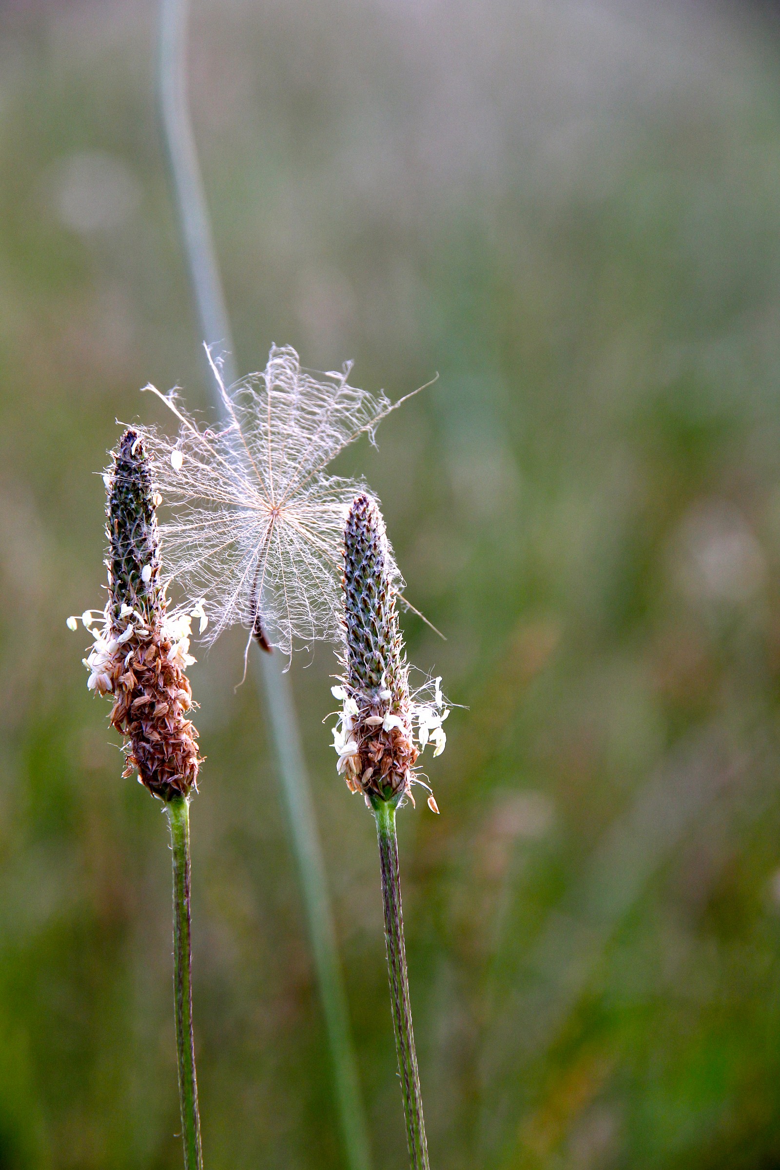 flower couple
