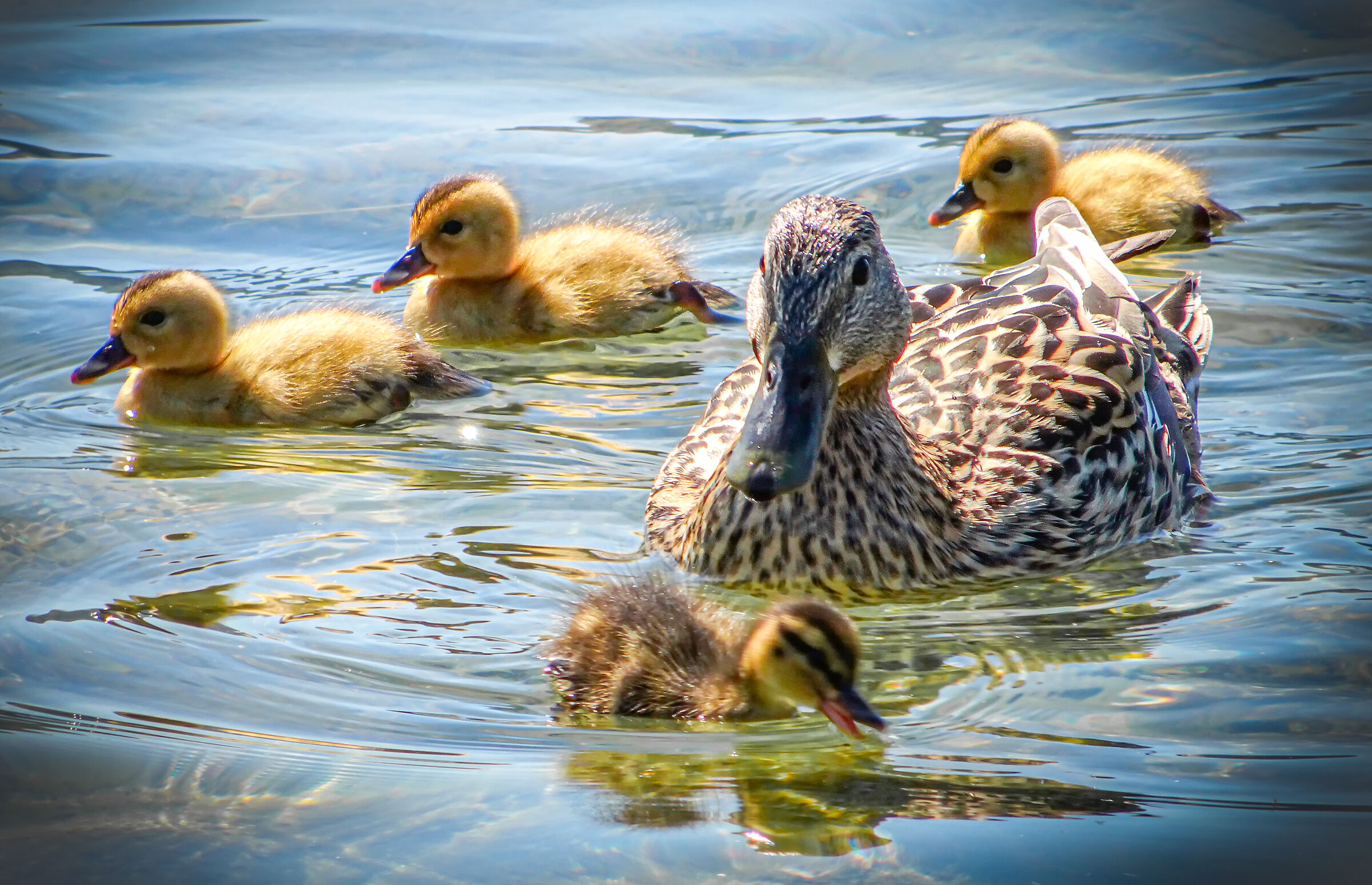 La mamma e i suoi piccoli anatroccoli