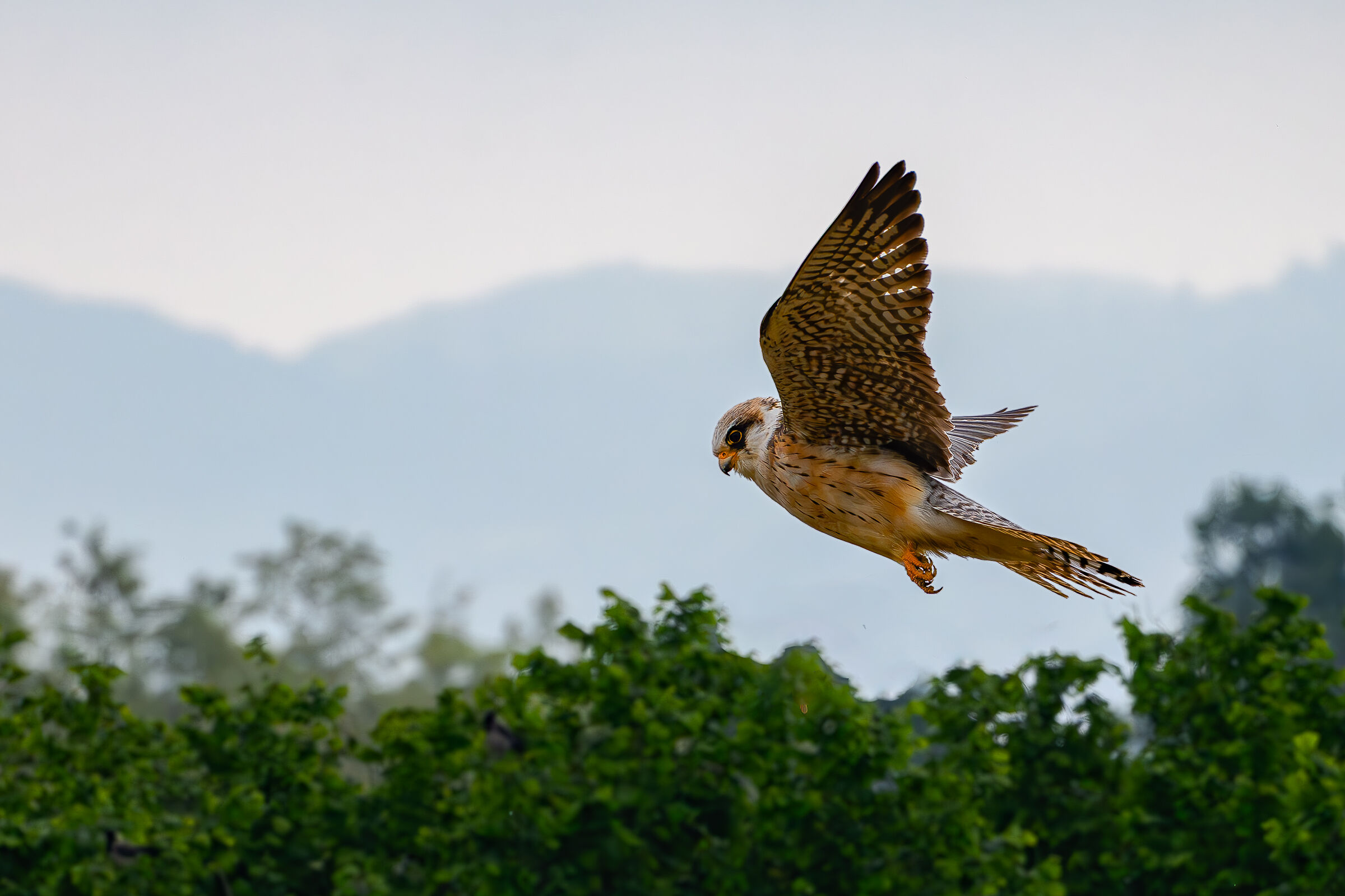 Falco cuculo