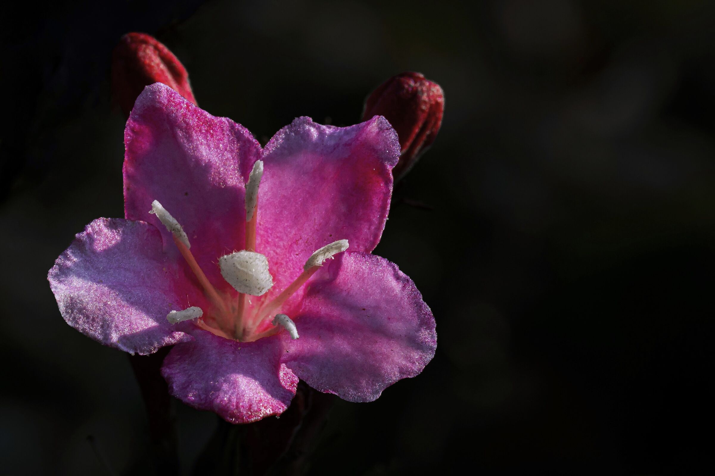 Weigelia Japonica