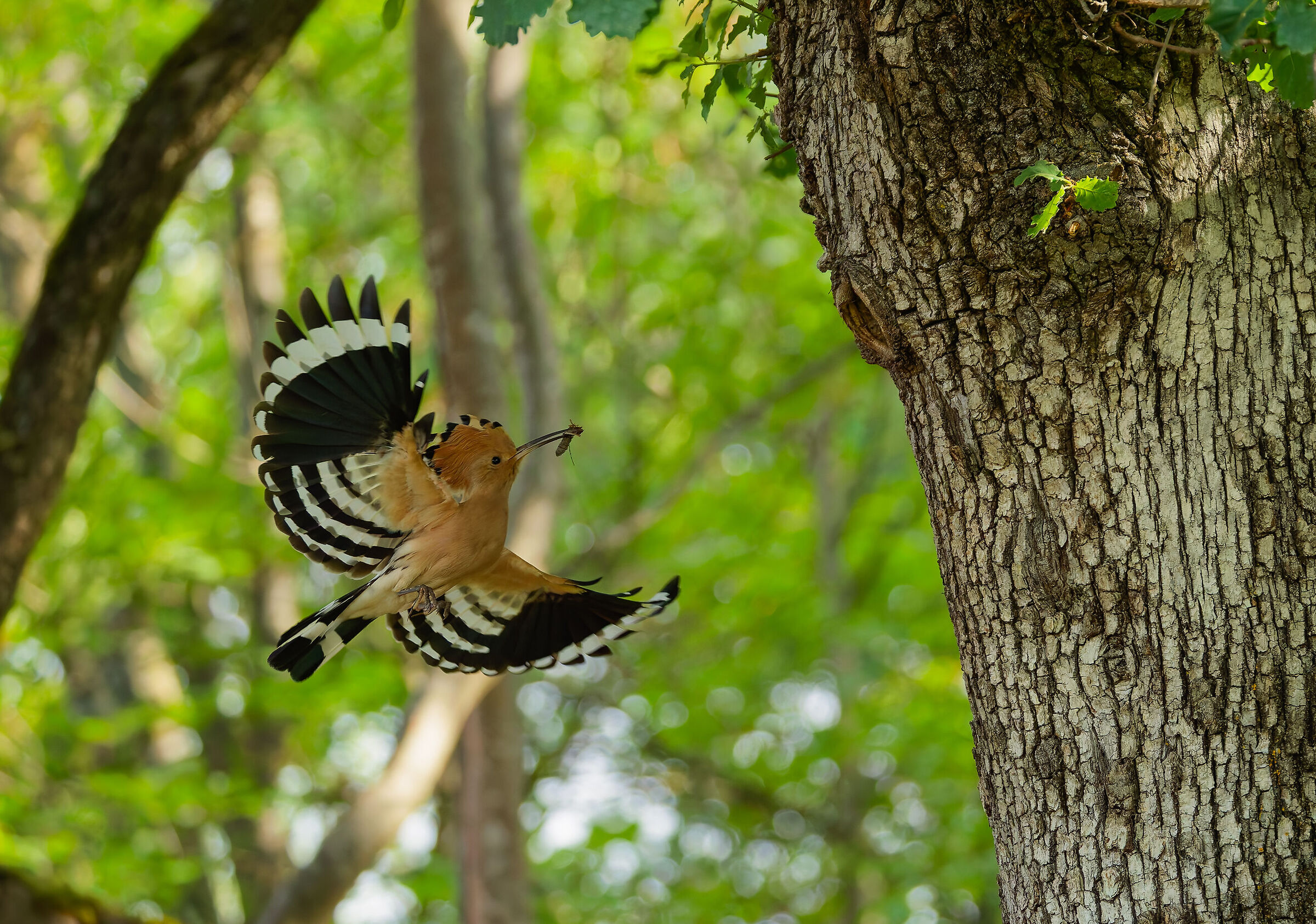 Hoopoe and go by Bacarozzo