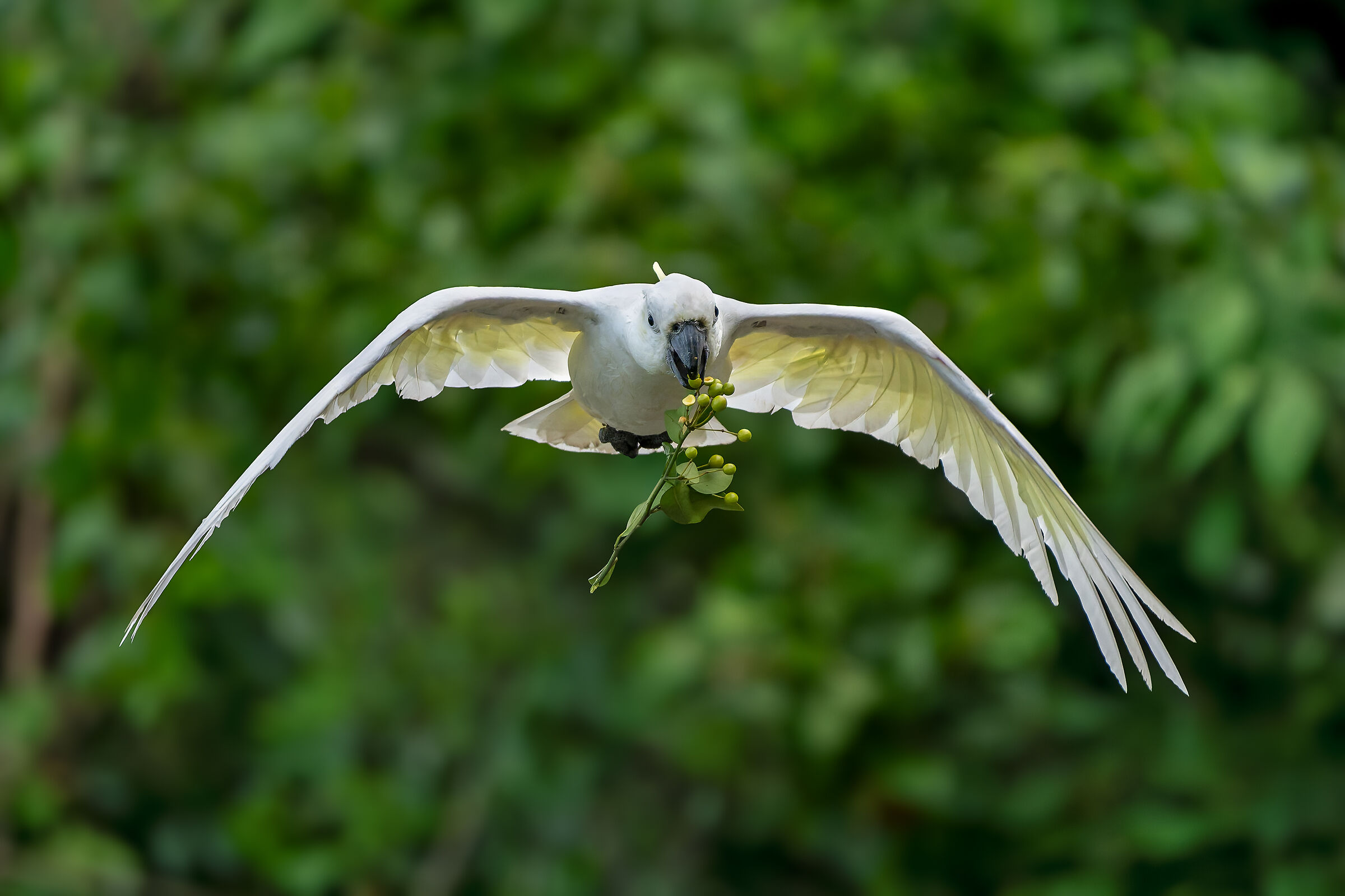 Cacatua crestagialla