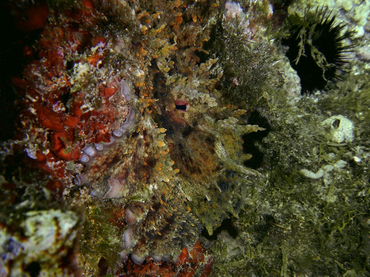 Io ti vedo, tu mi vedi?