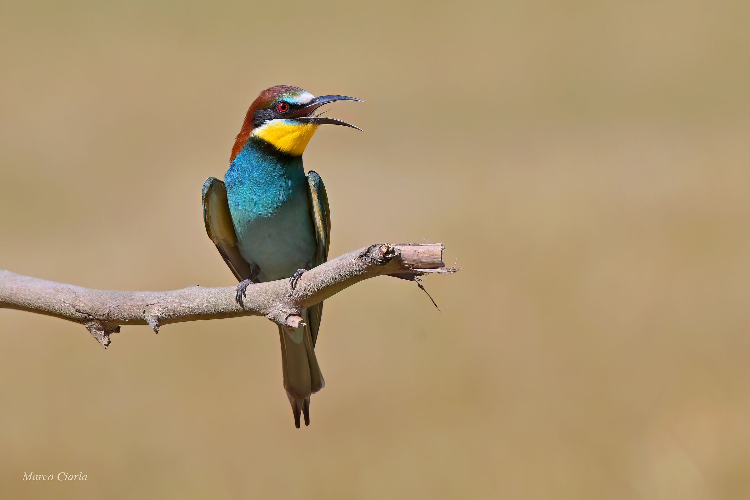 Gruccione (Merops apiaster )