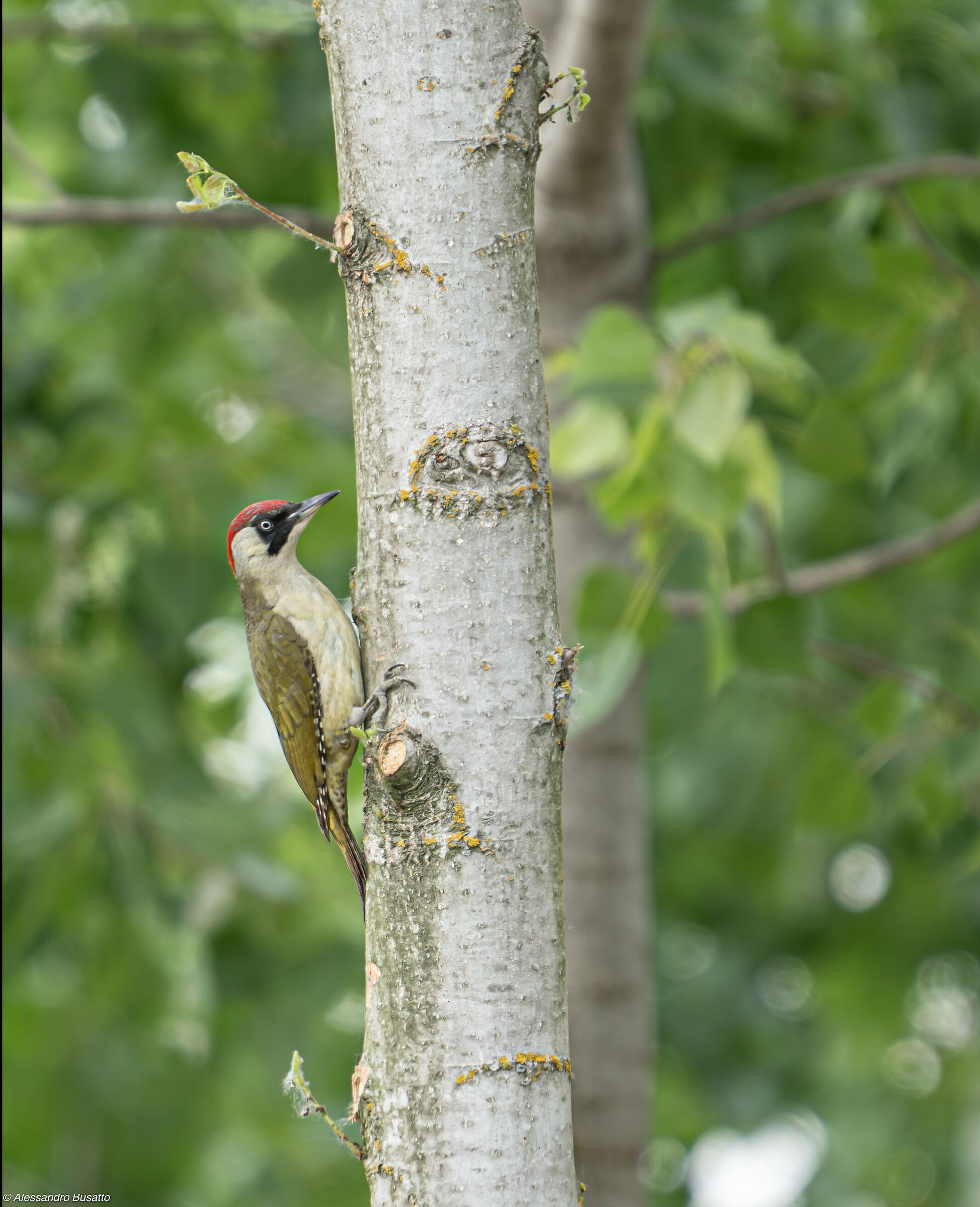 Female Green Woodpecker
