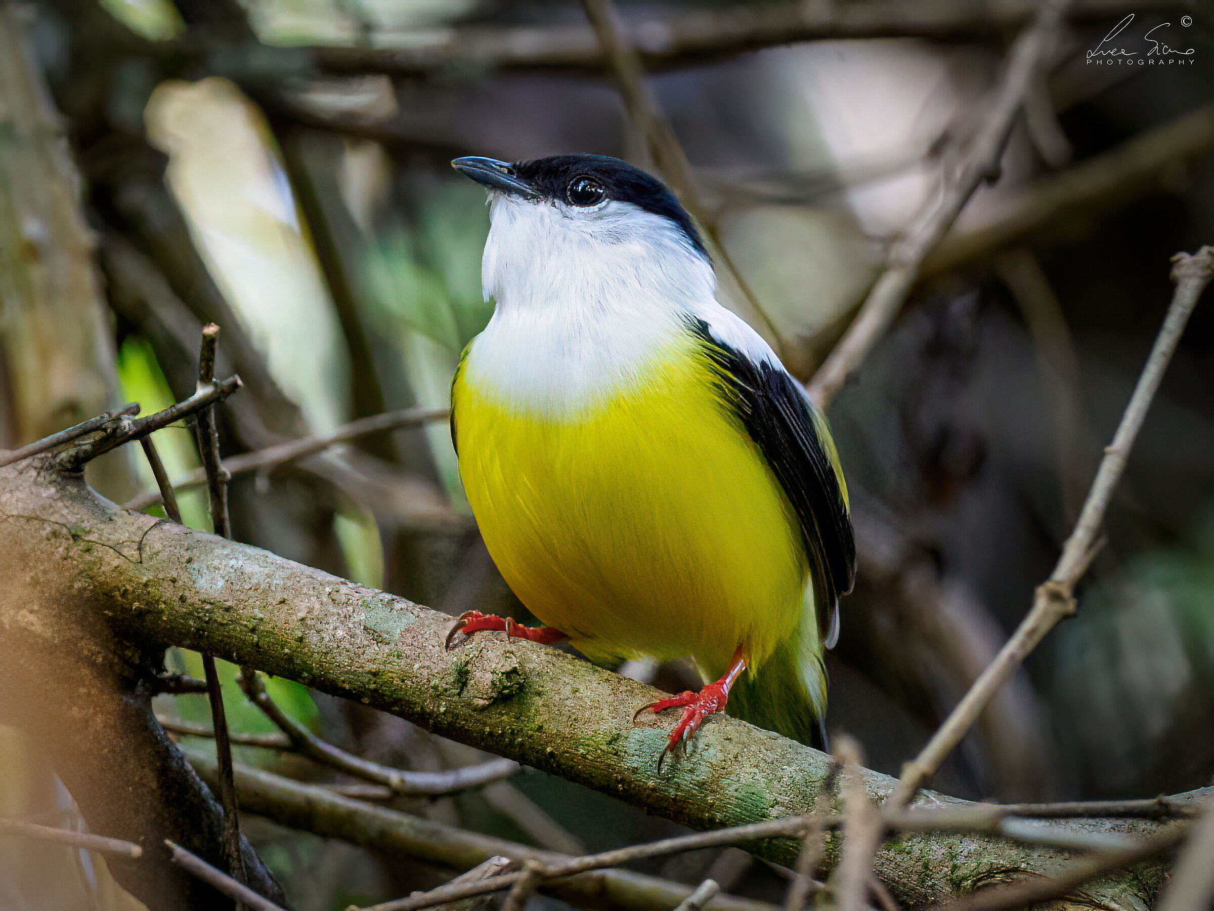 Manacus candei