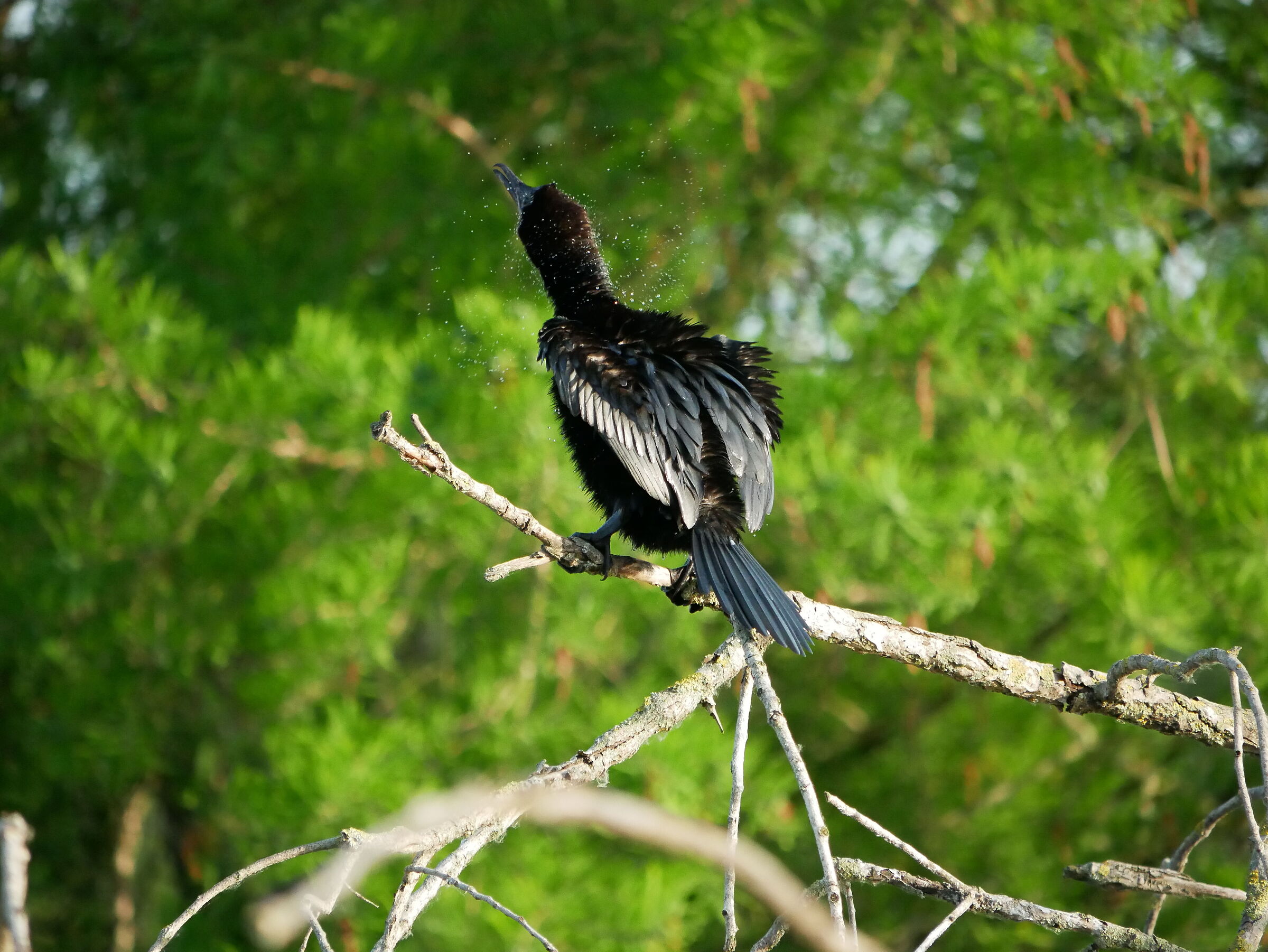Cormorant