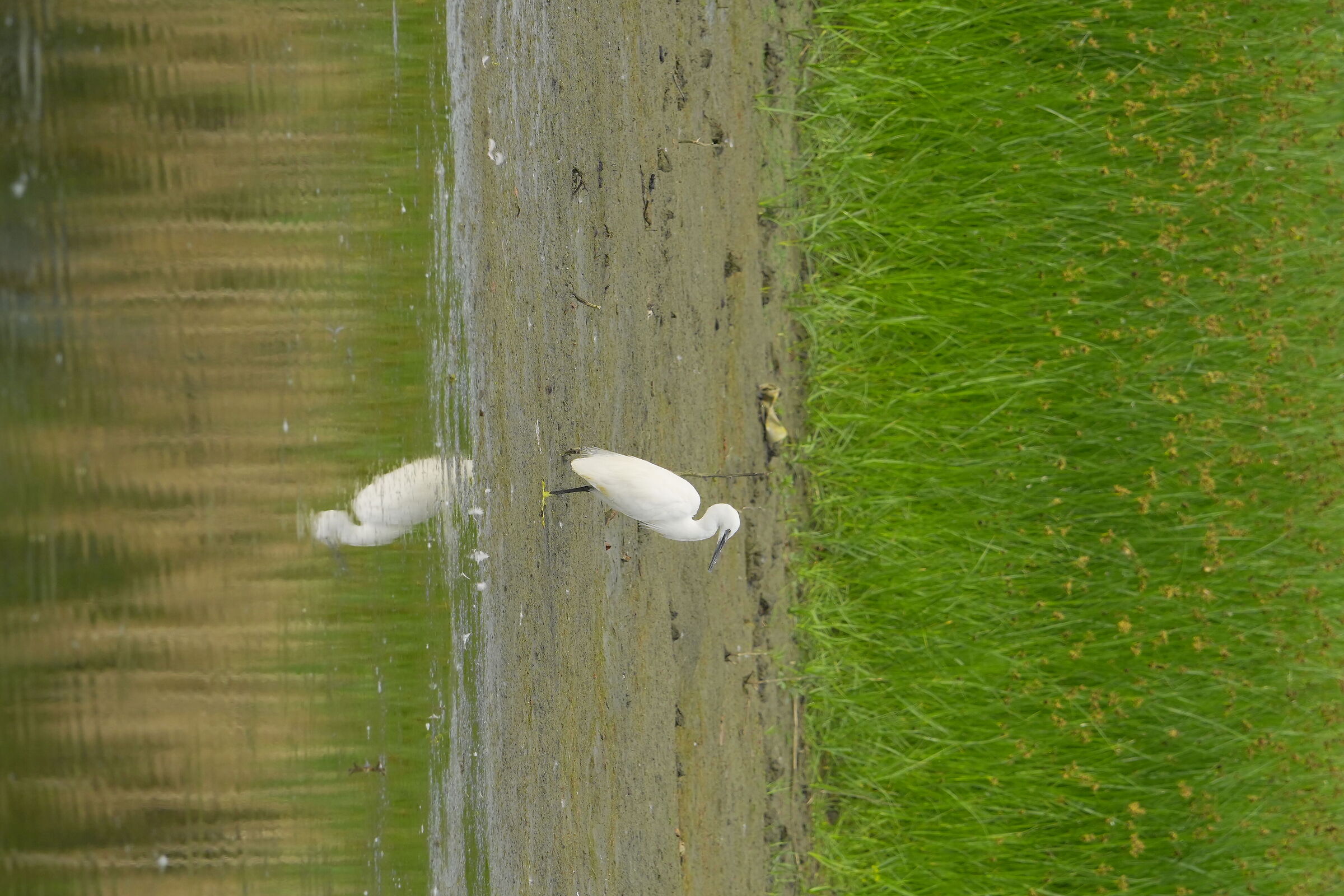 Egret Oasis Punta Macerone Lake Trasimeno