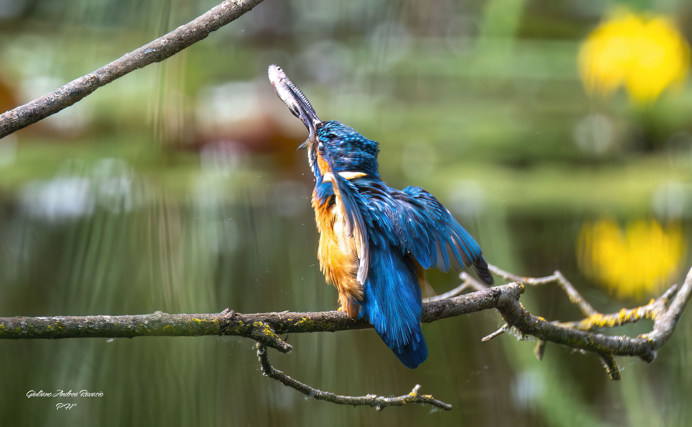 Martino fishing 2