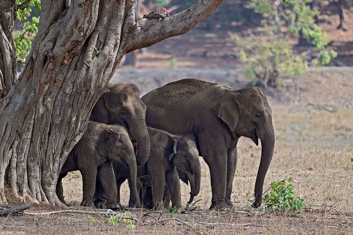 Indian Ellies