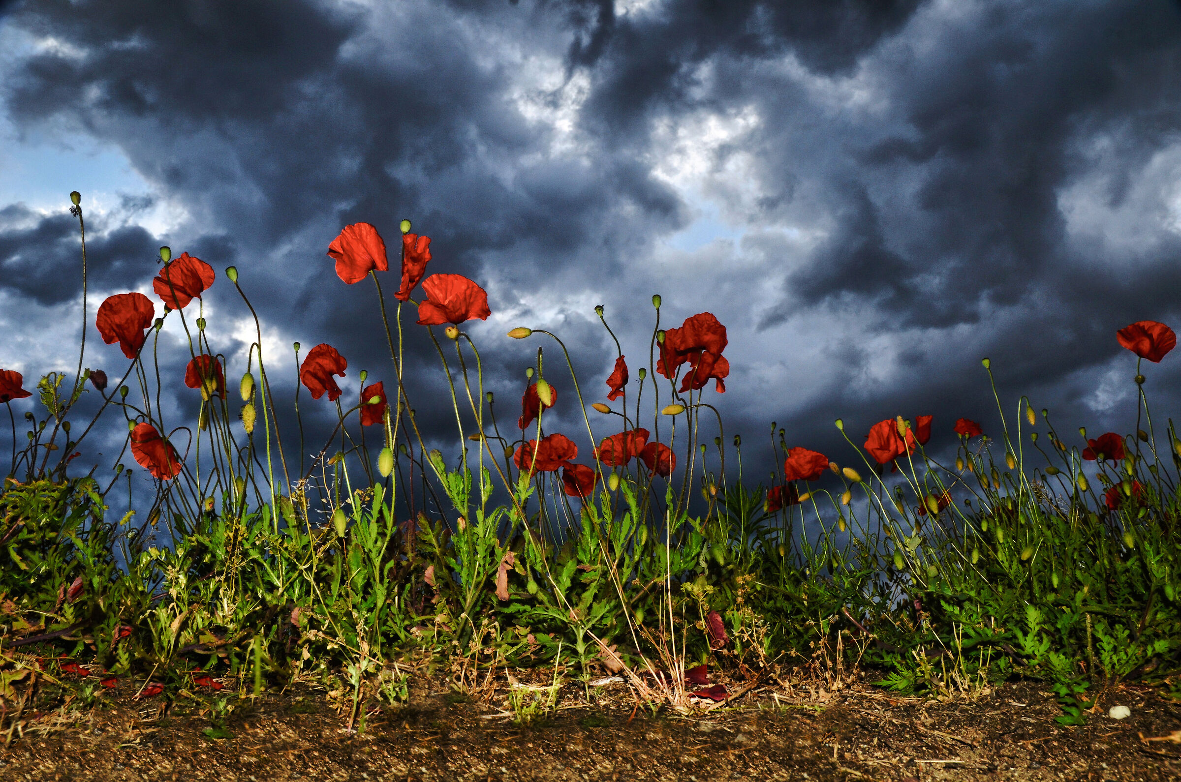 Poppies and clouds 2
