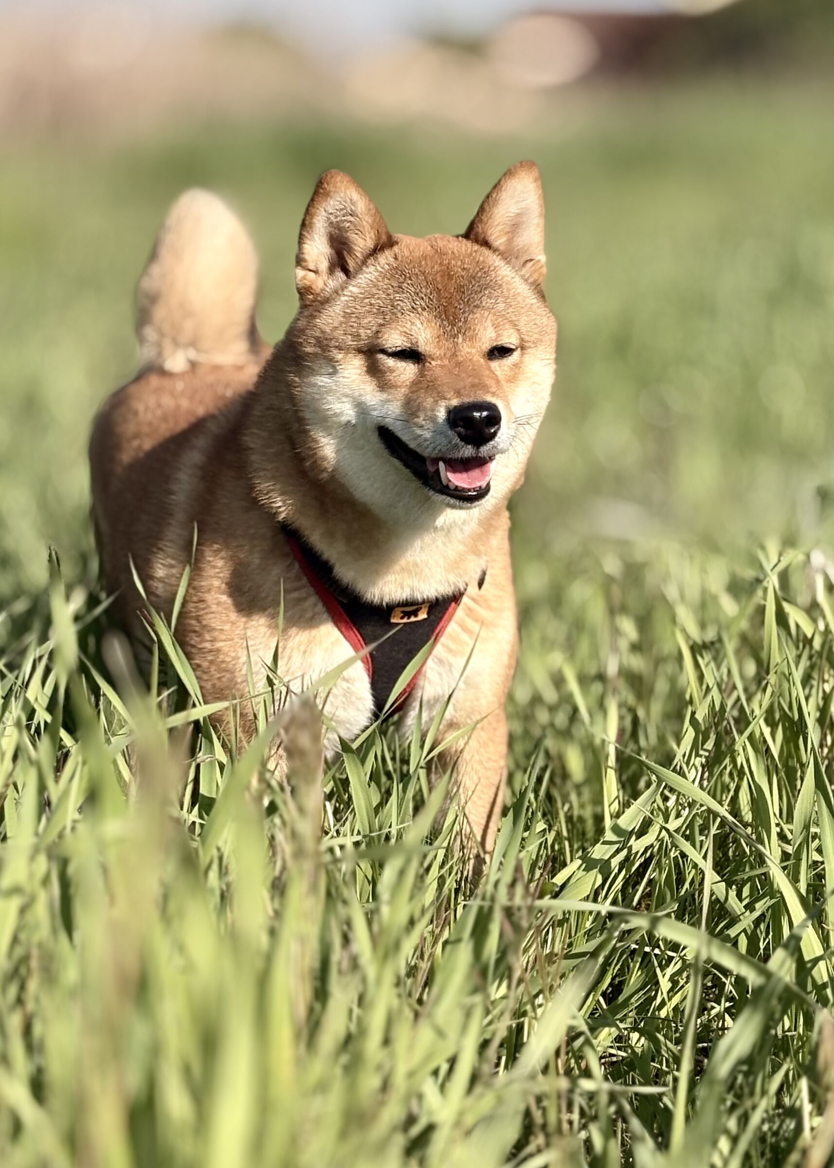 Cane felice