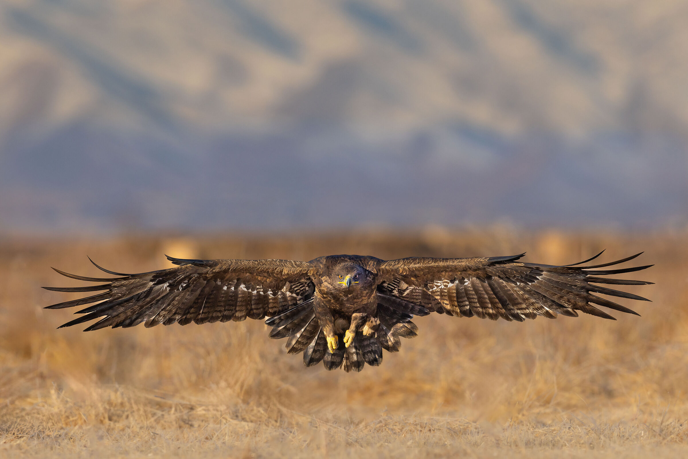 Steppe Eagle