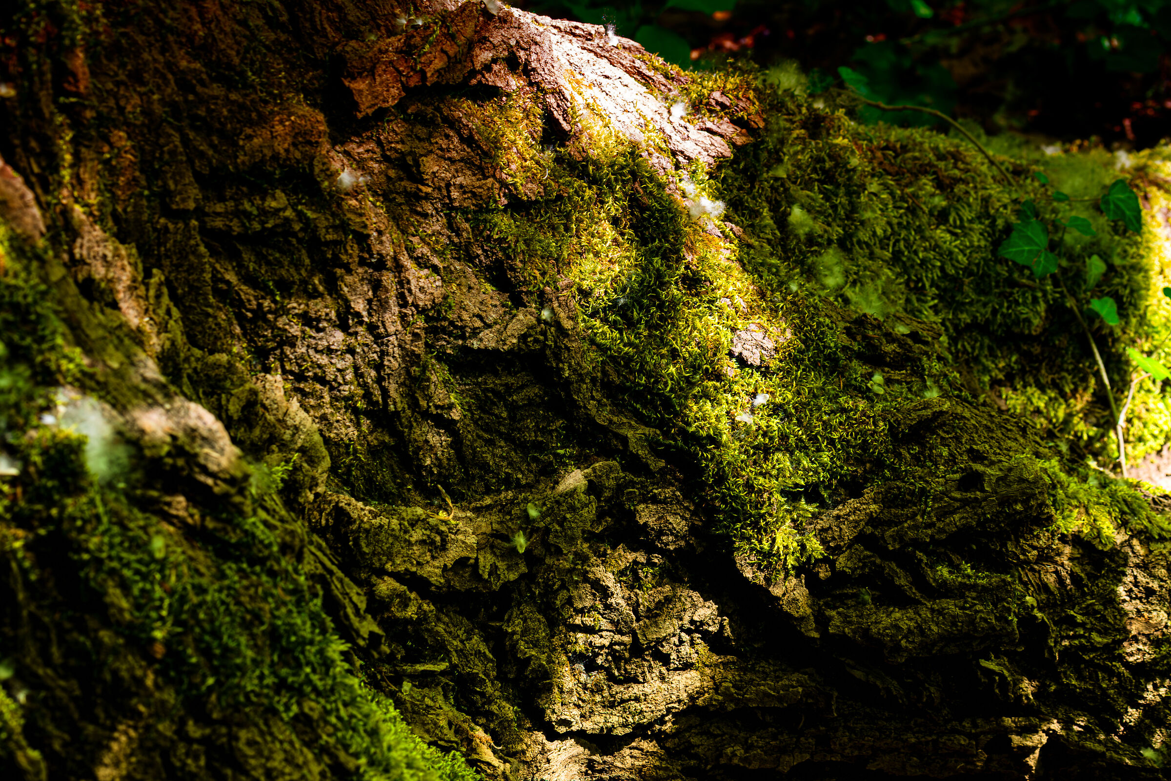 Untitled Photo