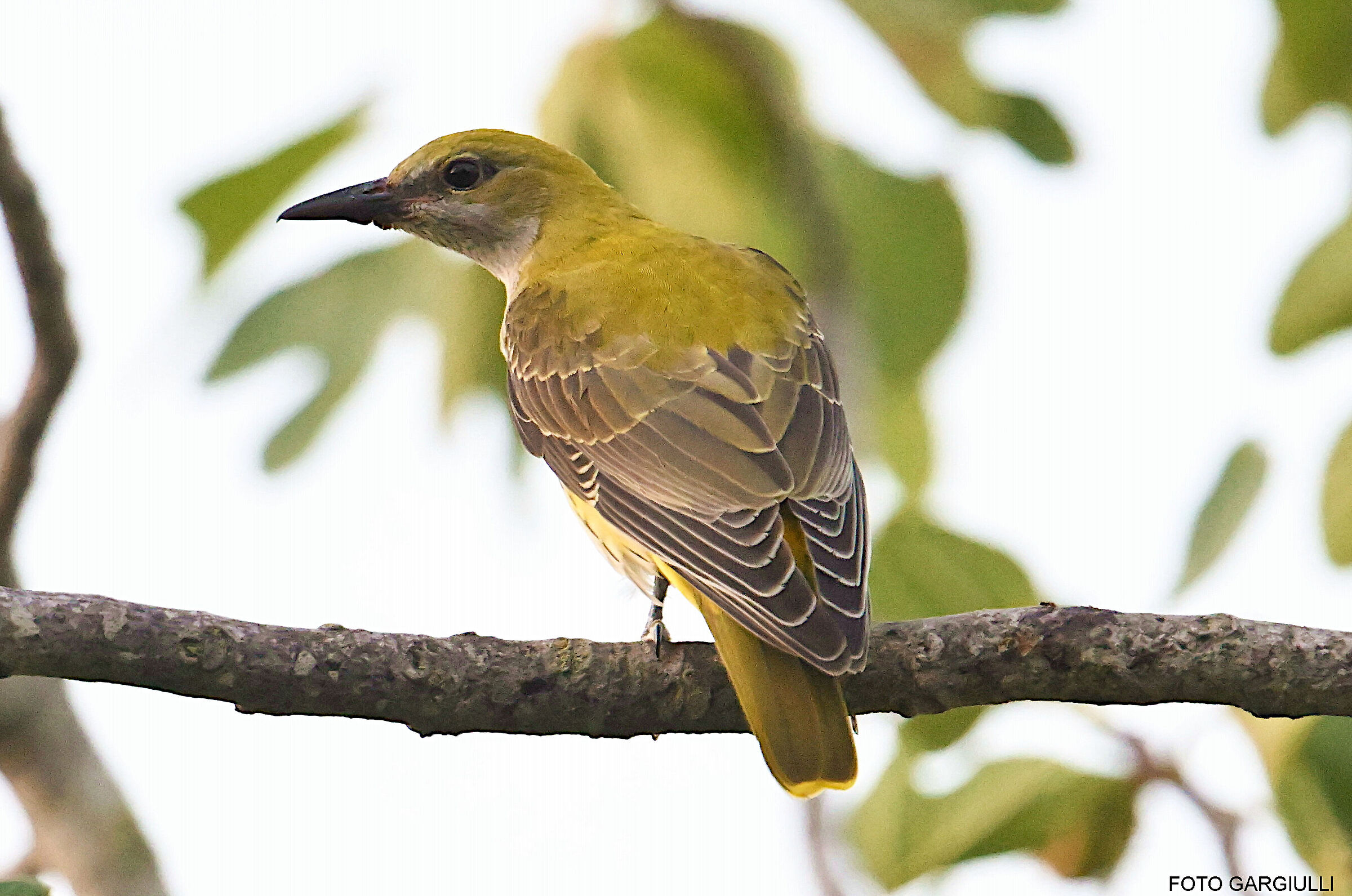 Female oriole