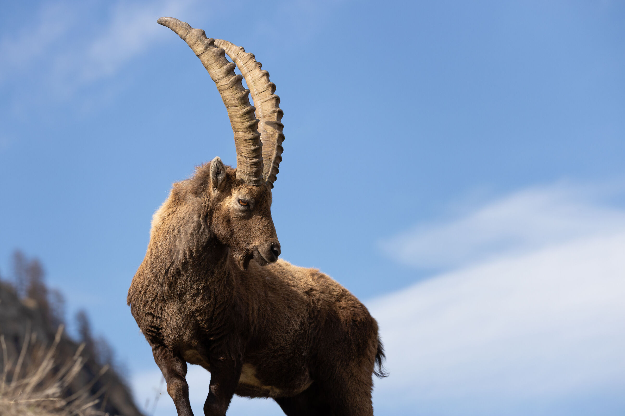 Ibex on sky