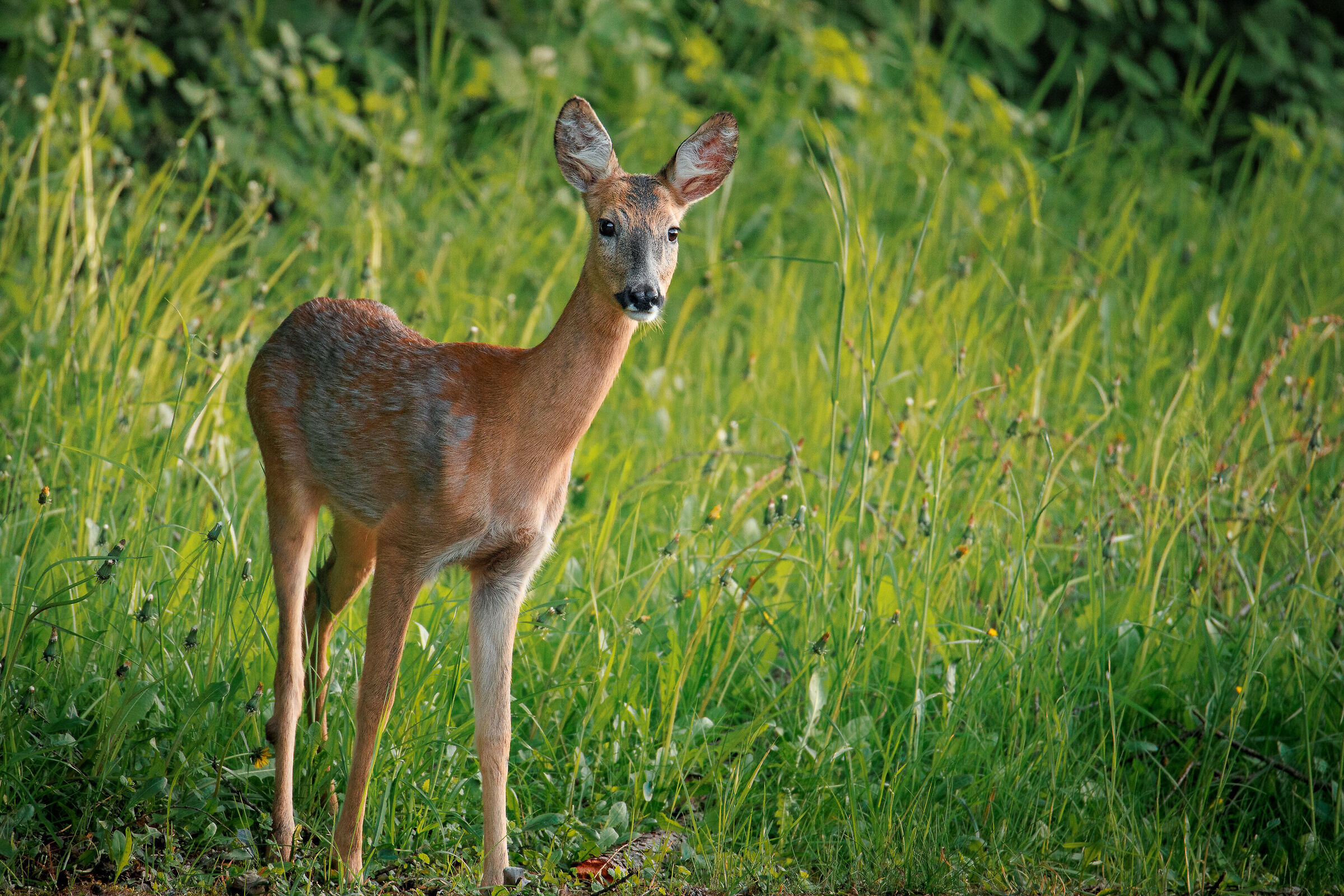 capriolo