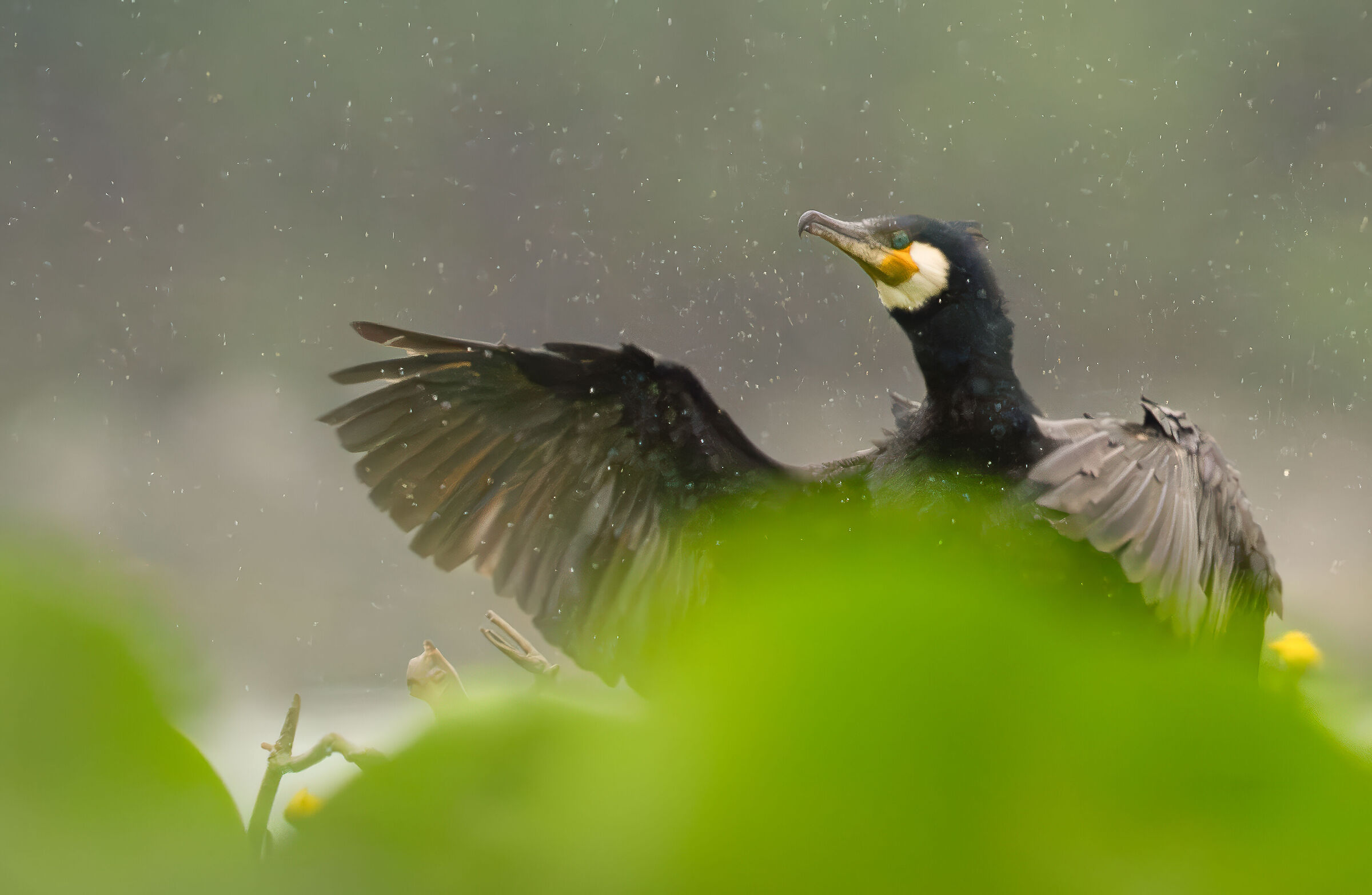 Cormorano sotto la pioggia