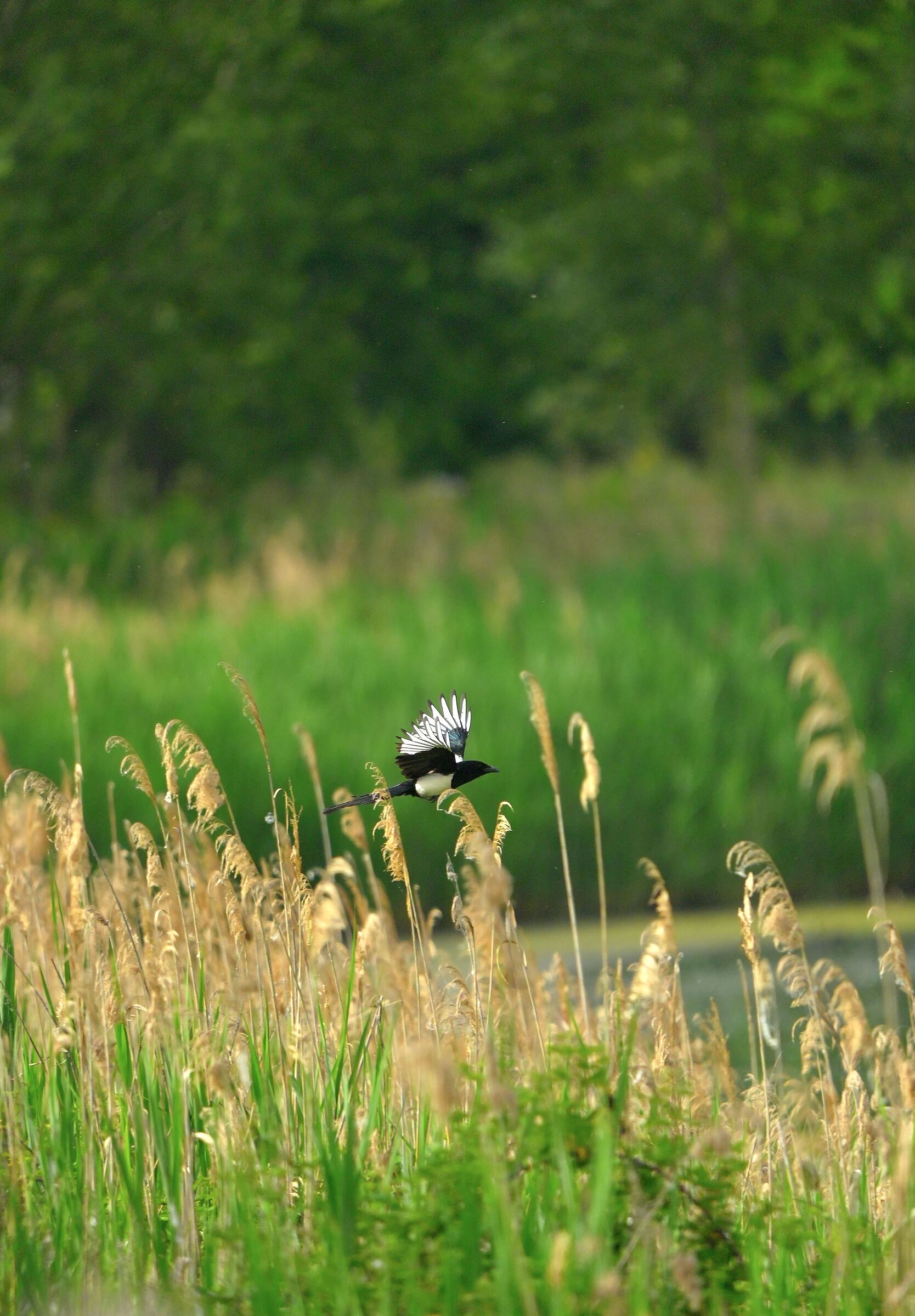 Magpie in low flight