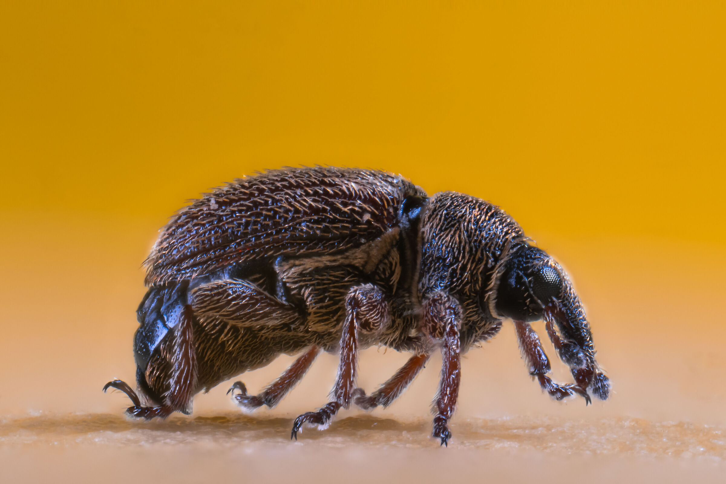 Mecinus Pascuorum