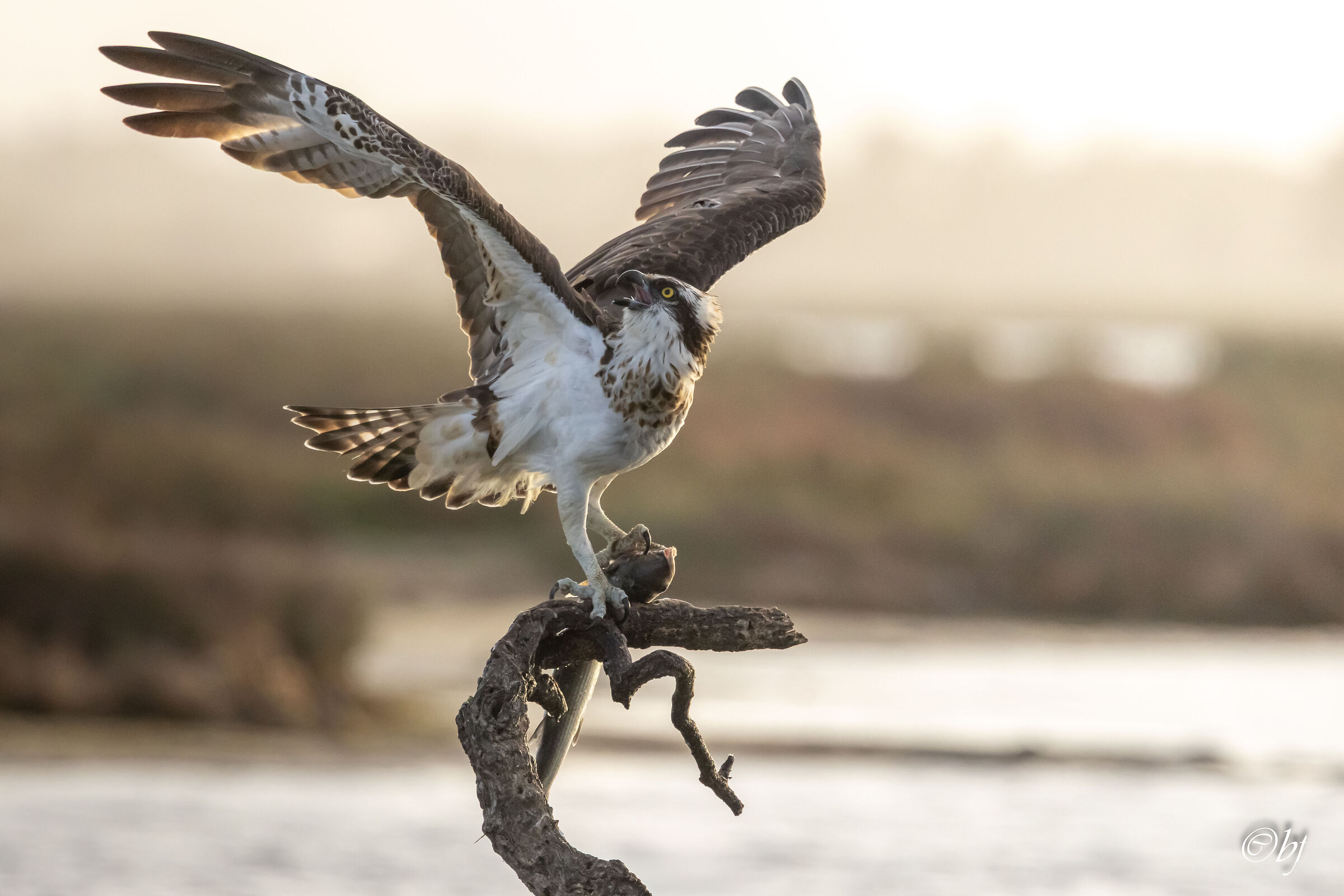 Osprey