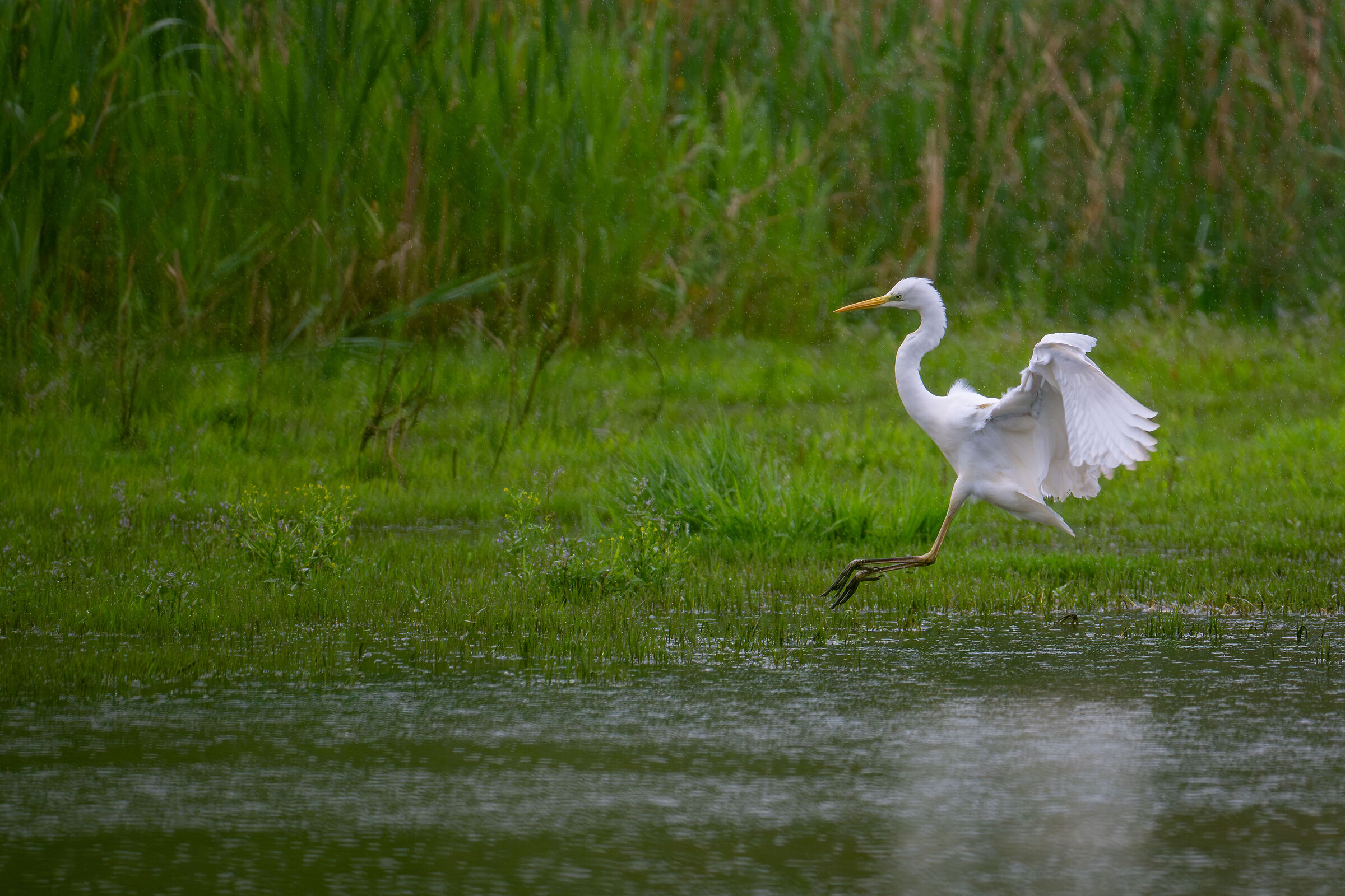 flying in the rain