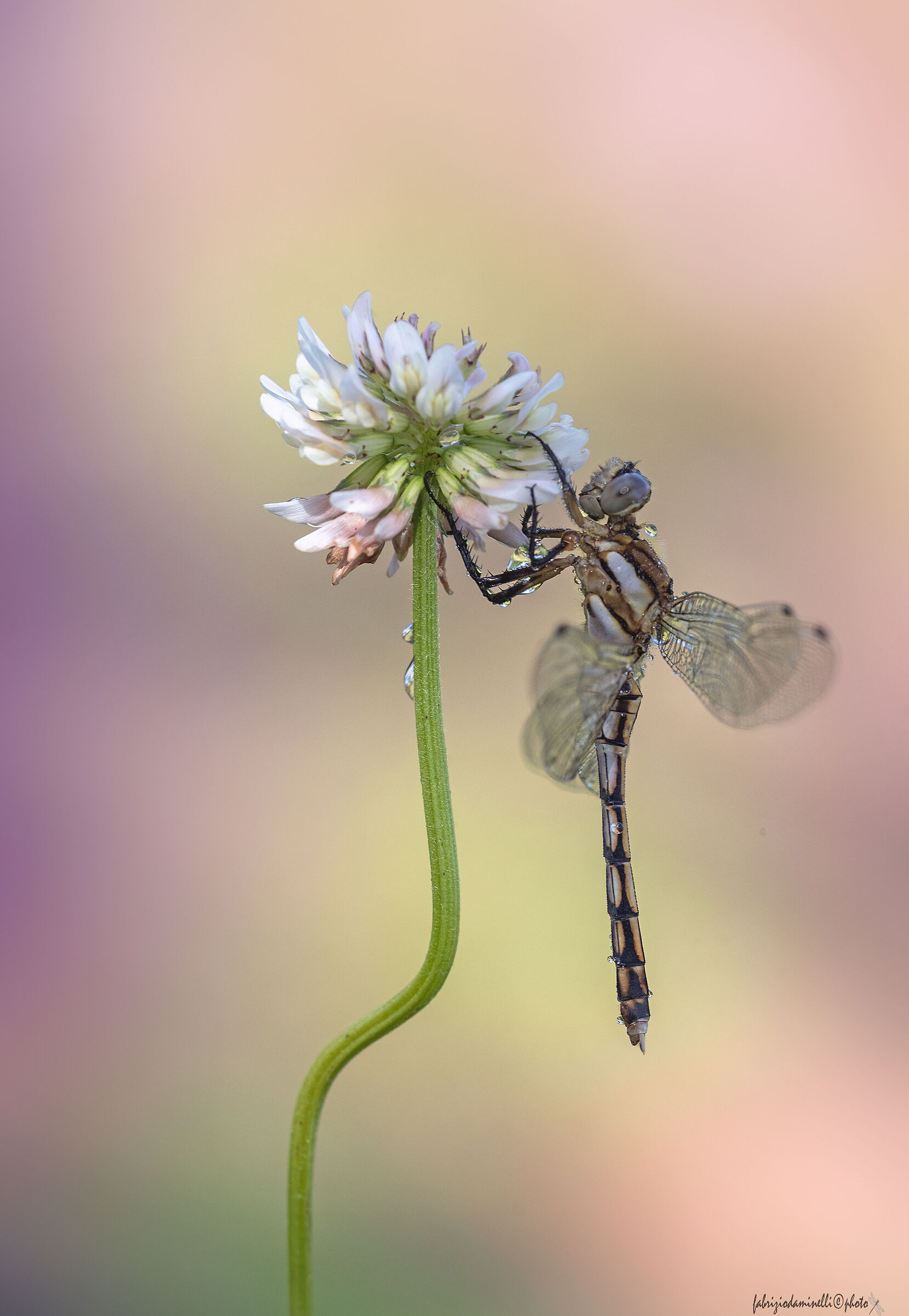 White-tailed Skimmer