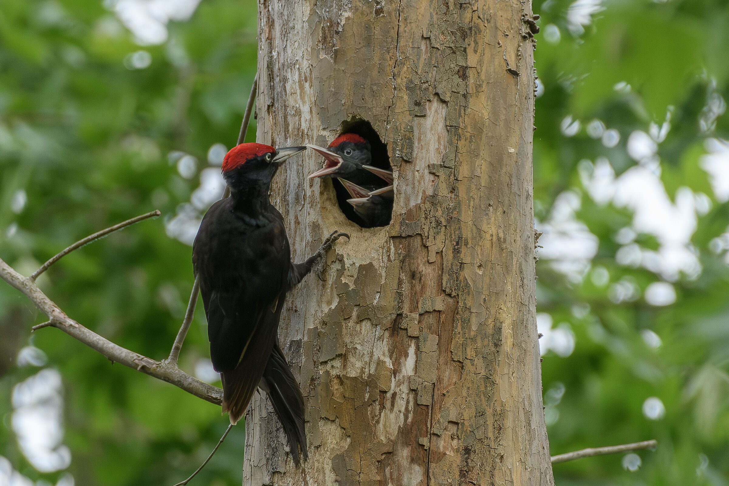 Black woodpecker with offspring