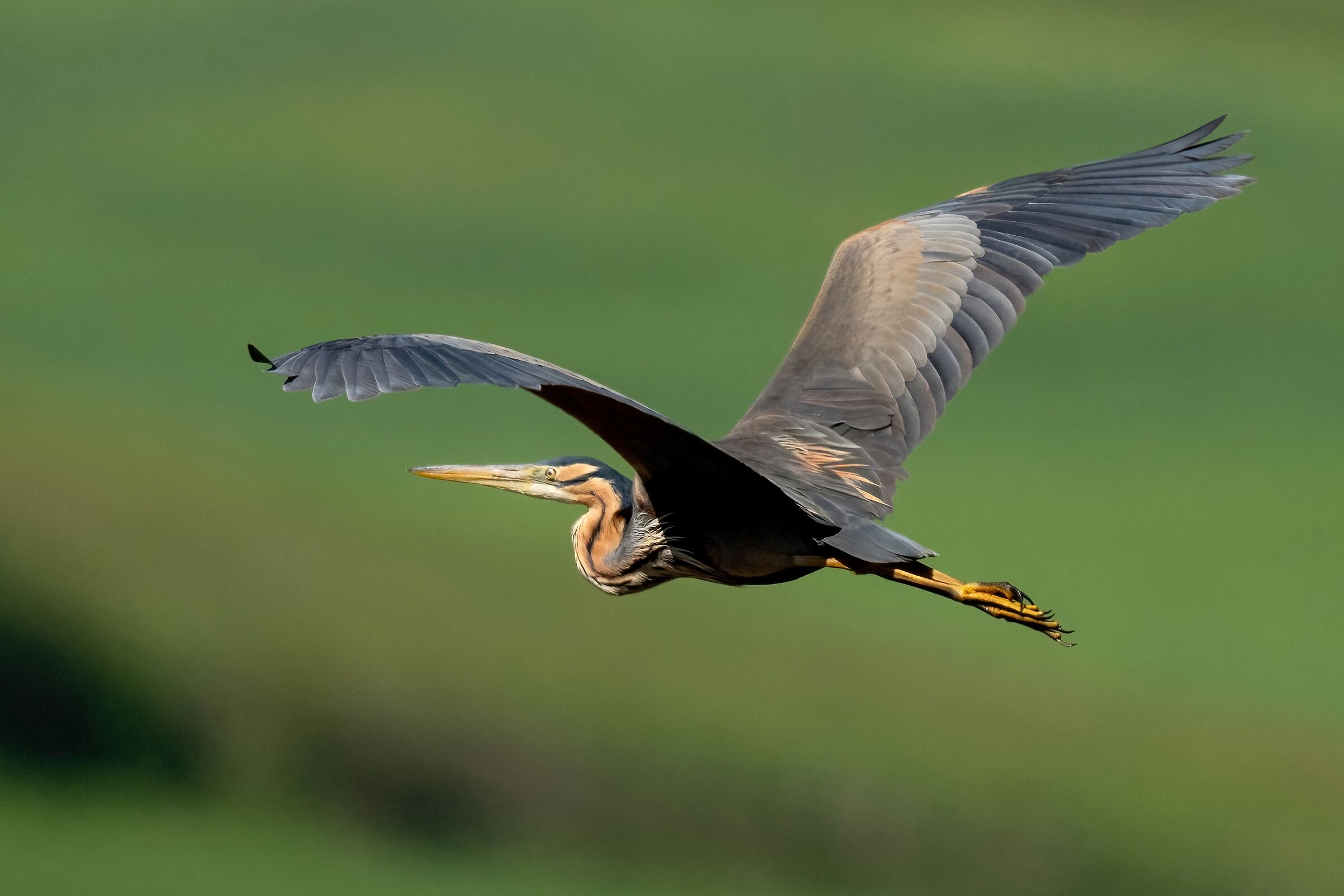 Purple heron (Ardea purpurea)