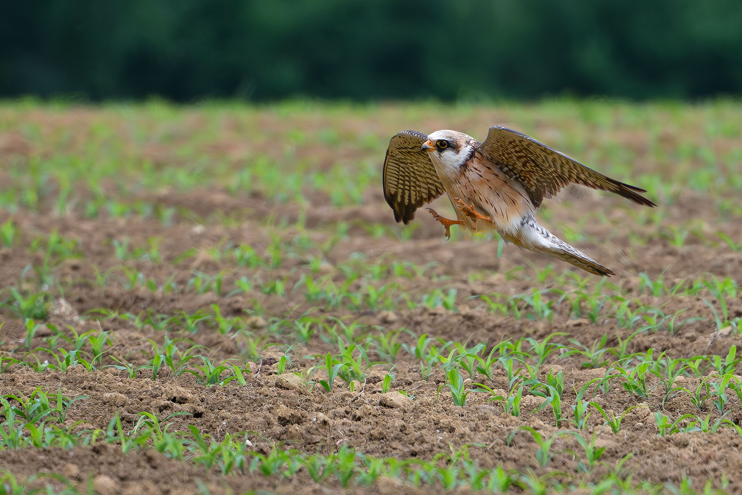 Falco cuculo