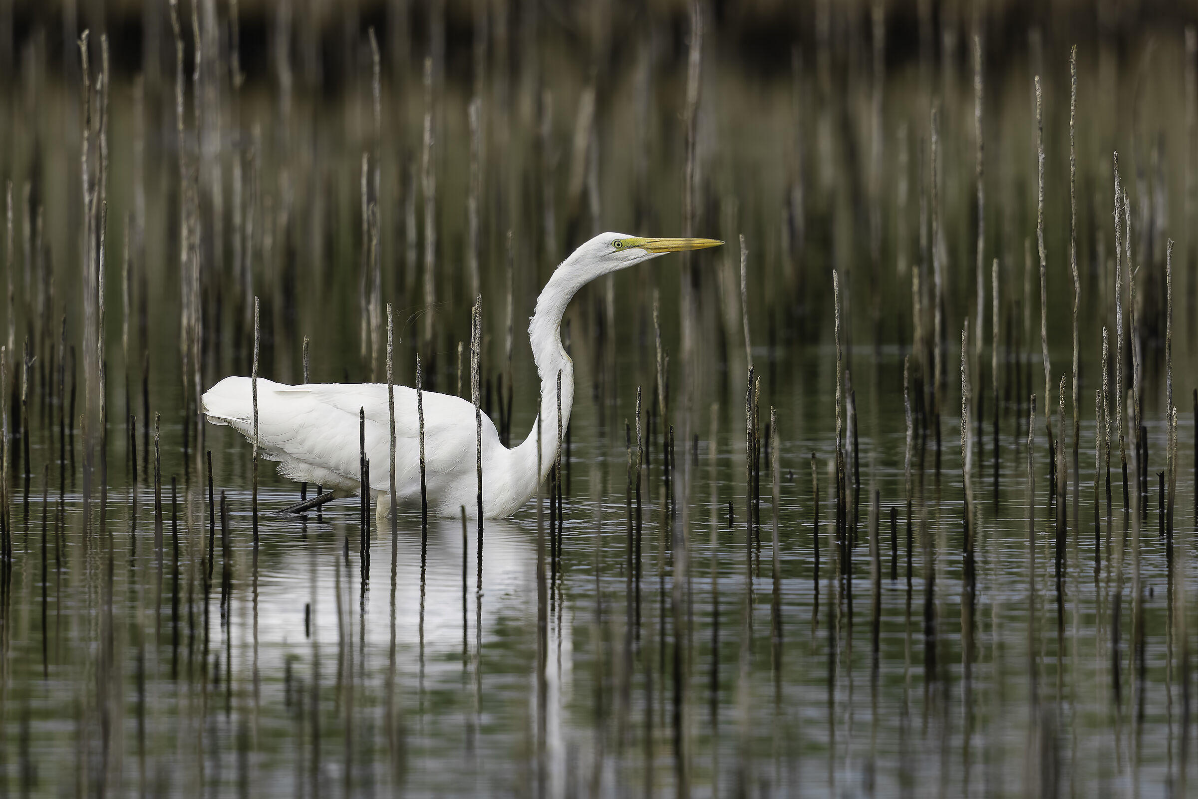 Ardea alba