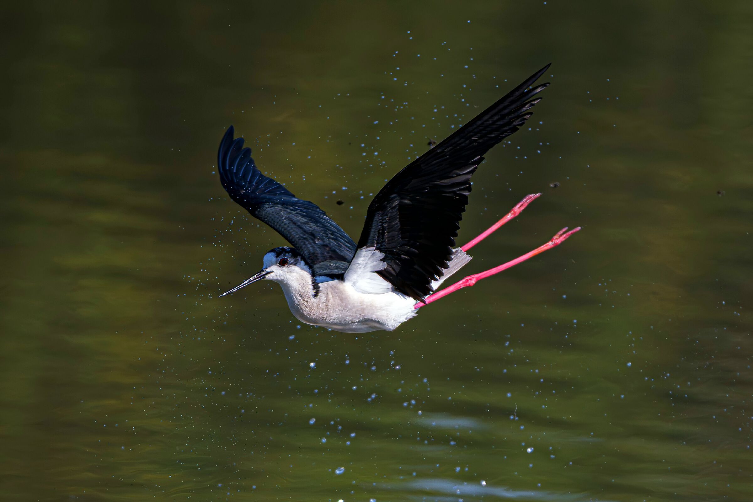 Equilibrista in volo