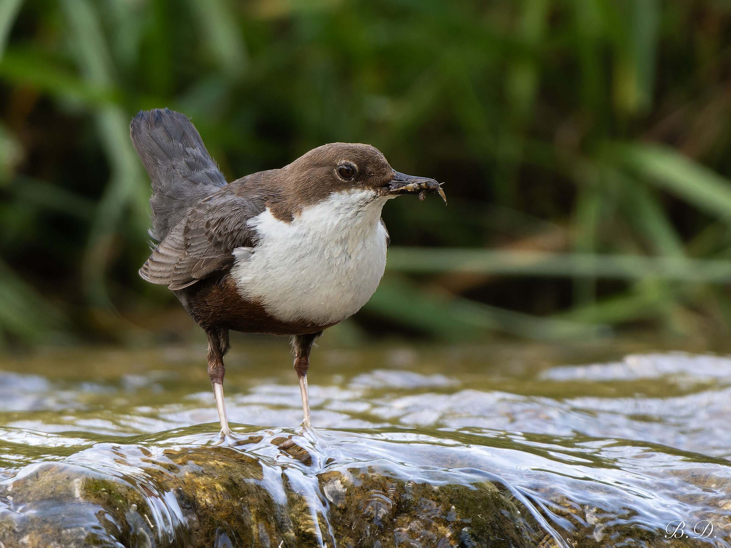 Dipper