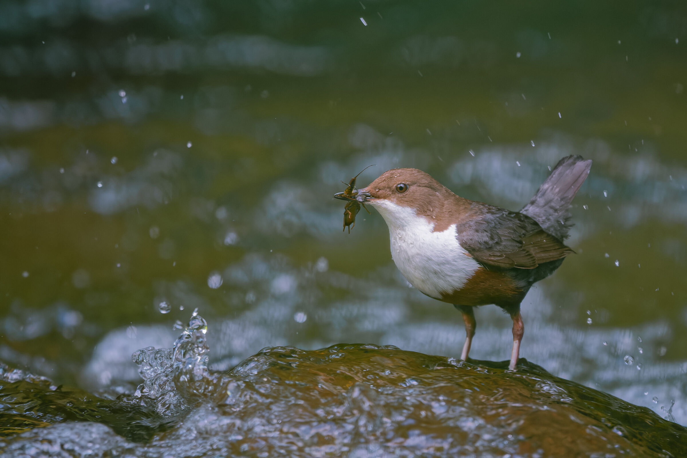 Cinclus cinclus
