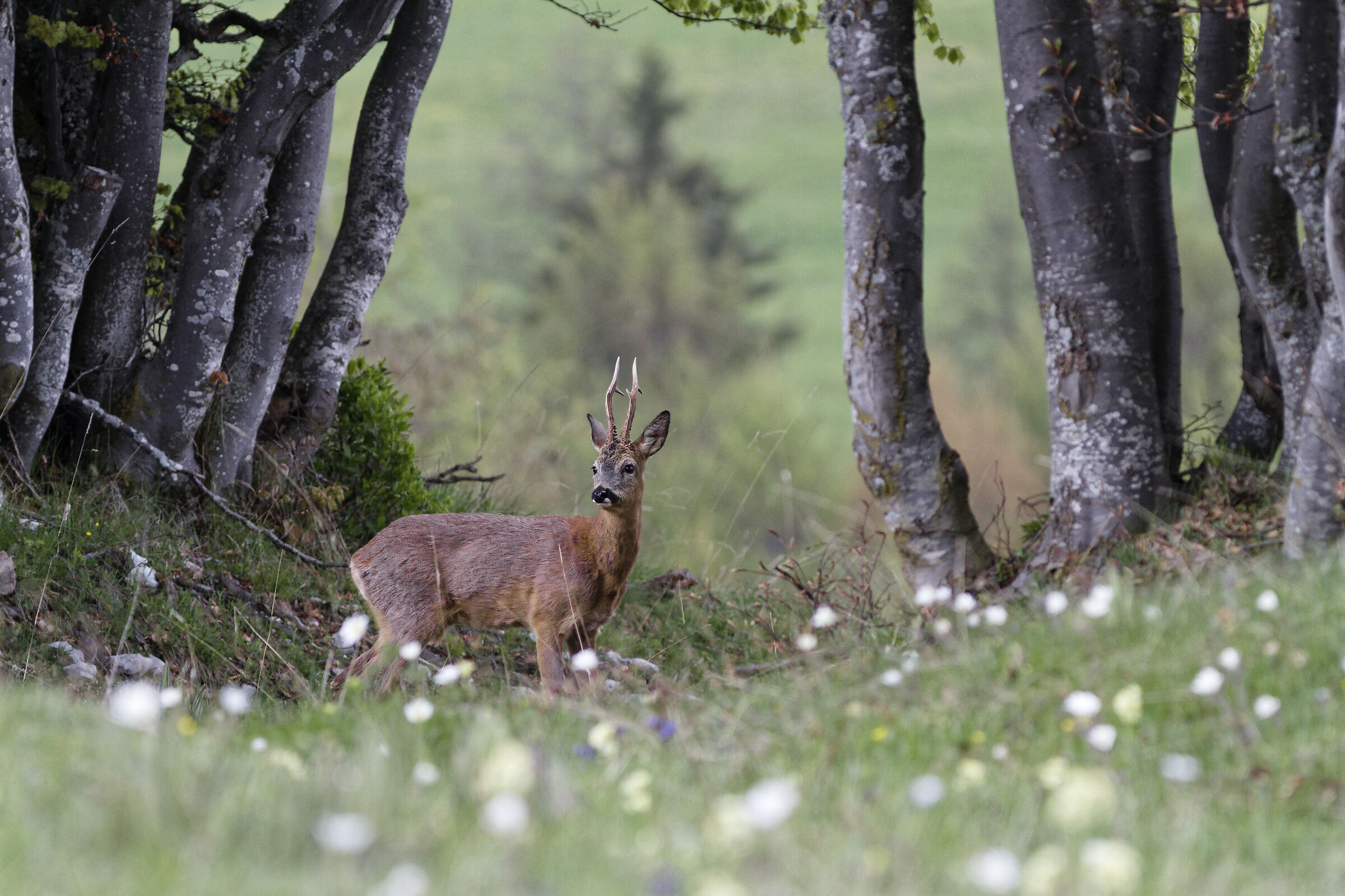 Roe deer