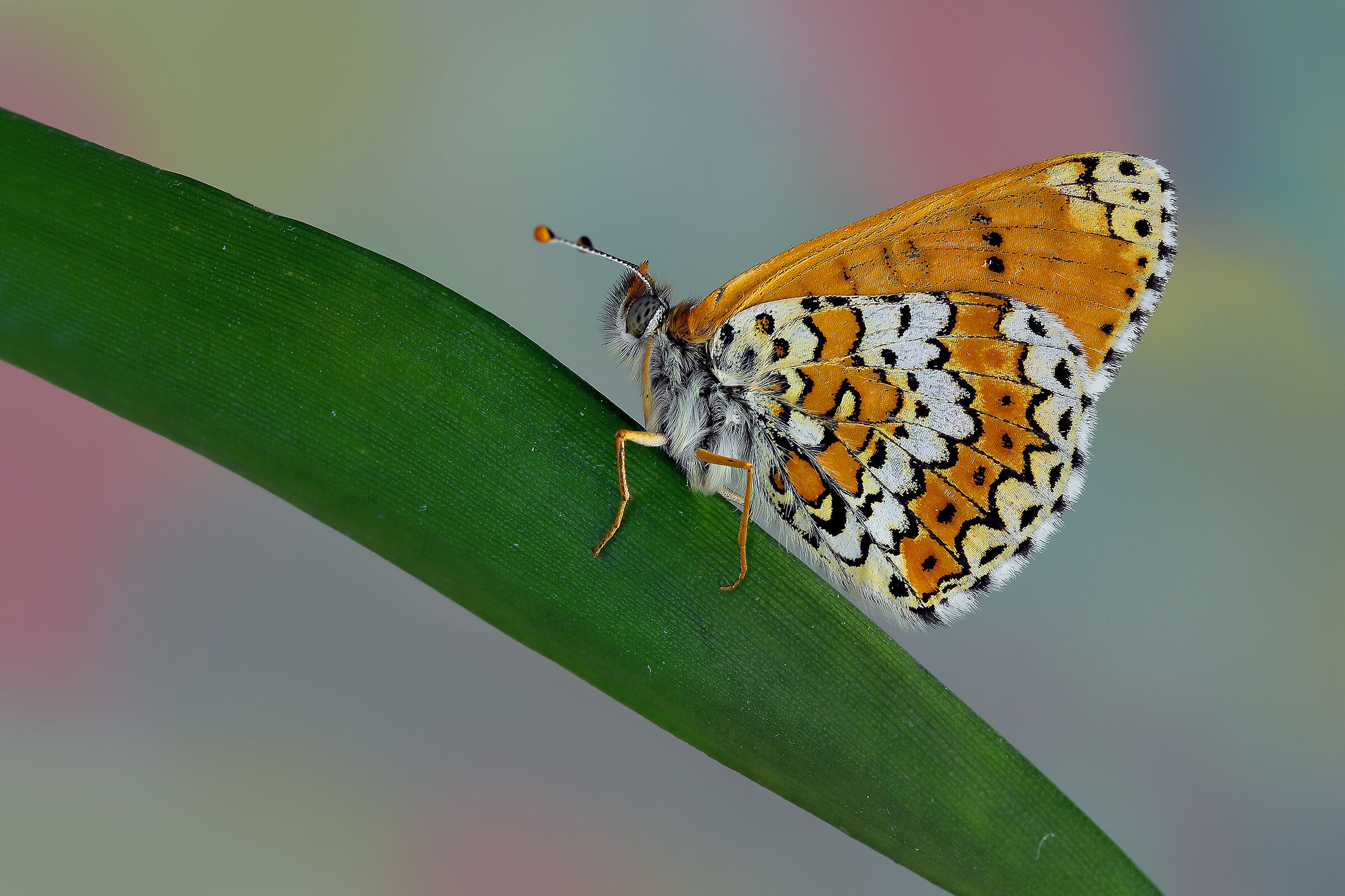 Melitaea cinxia?