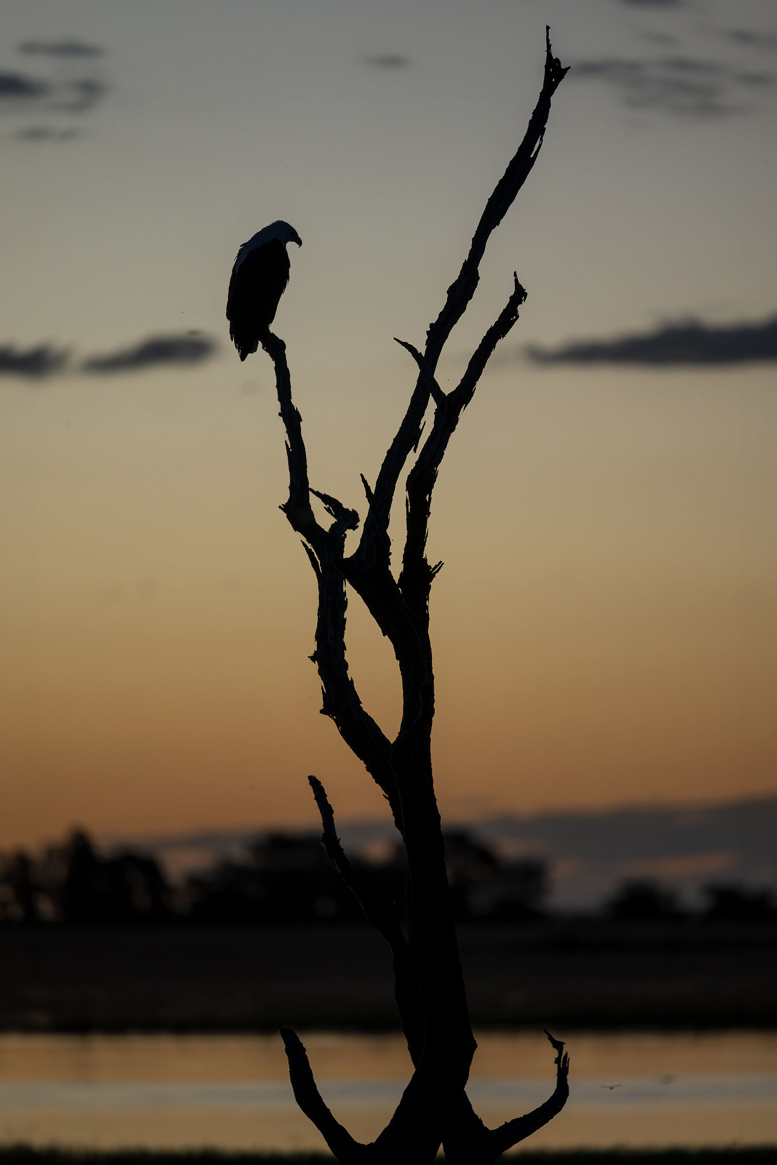 Sunset on the Chobe