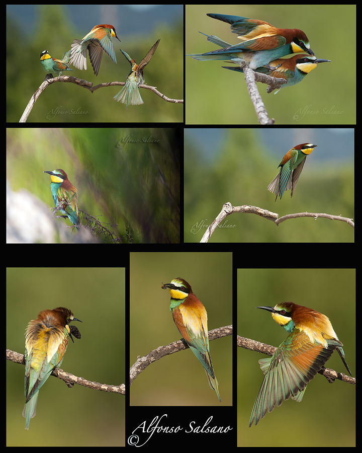 bee-eaters-poster-