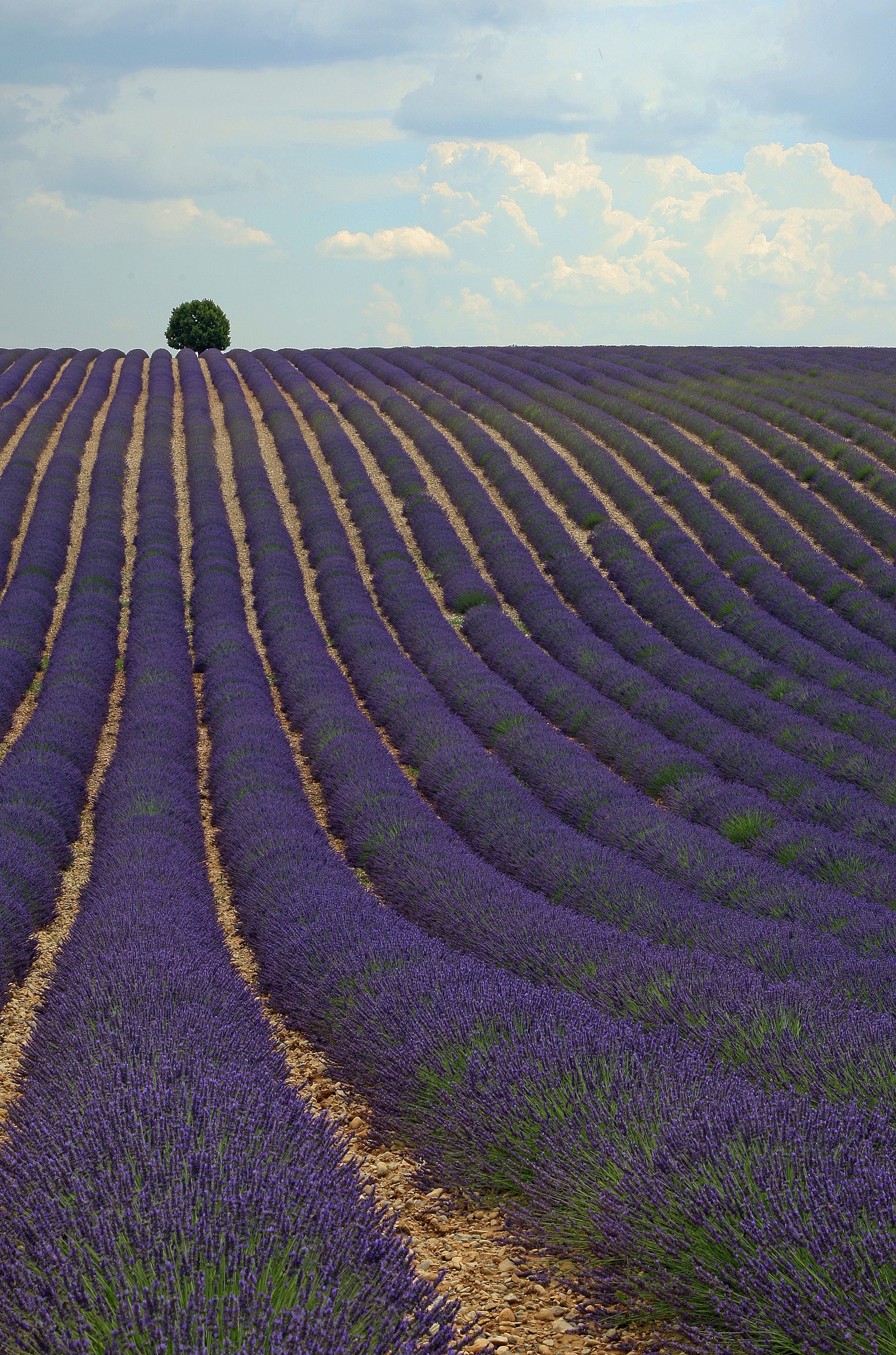Provence .......