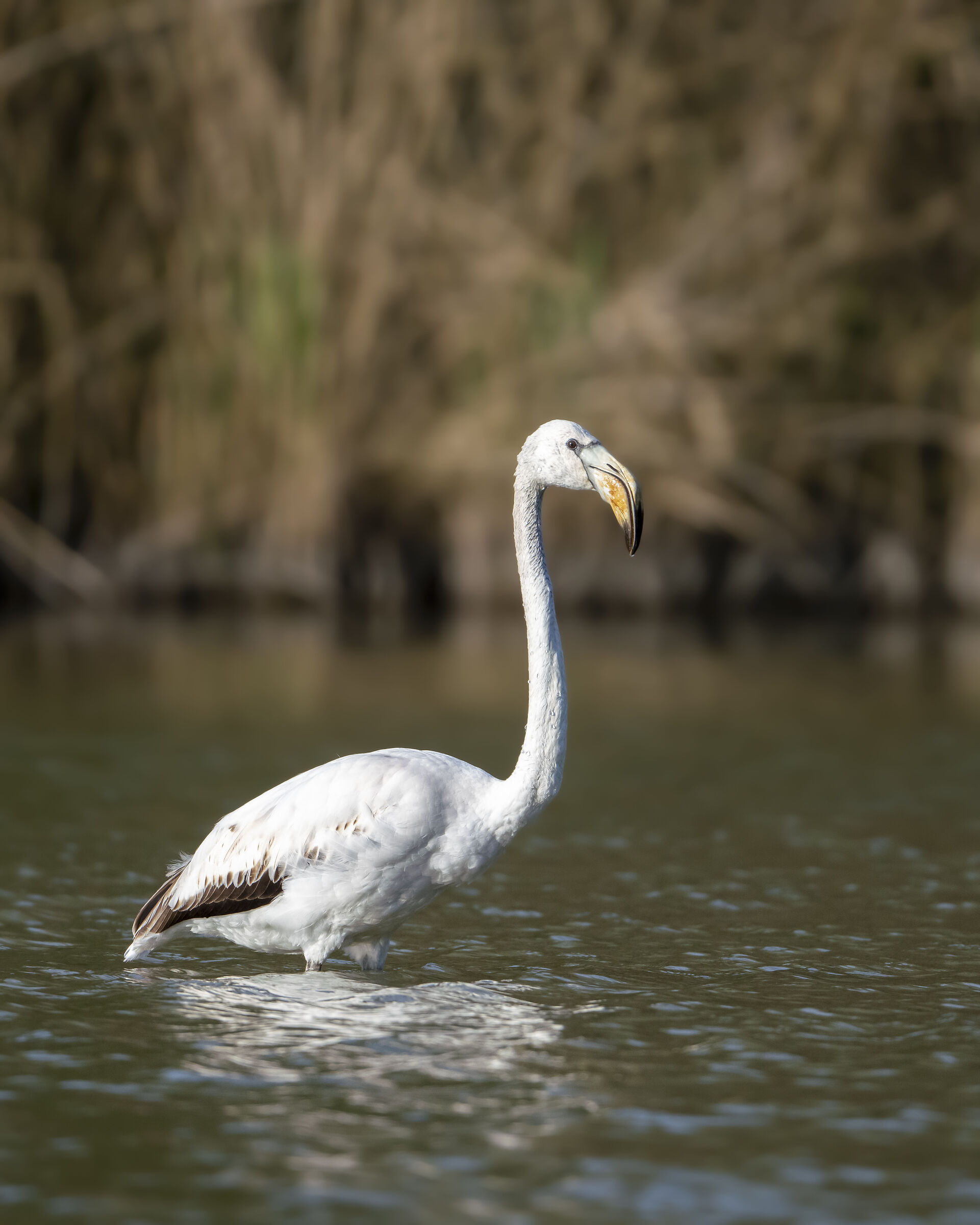 flamingo