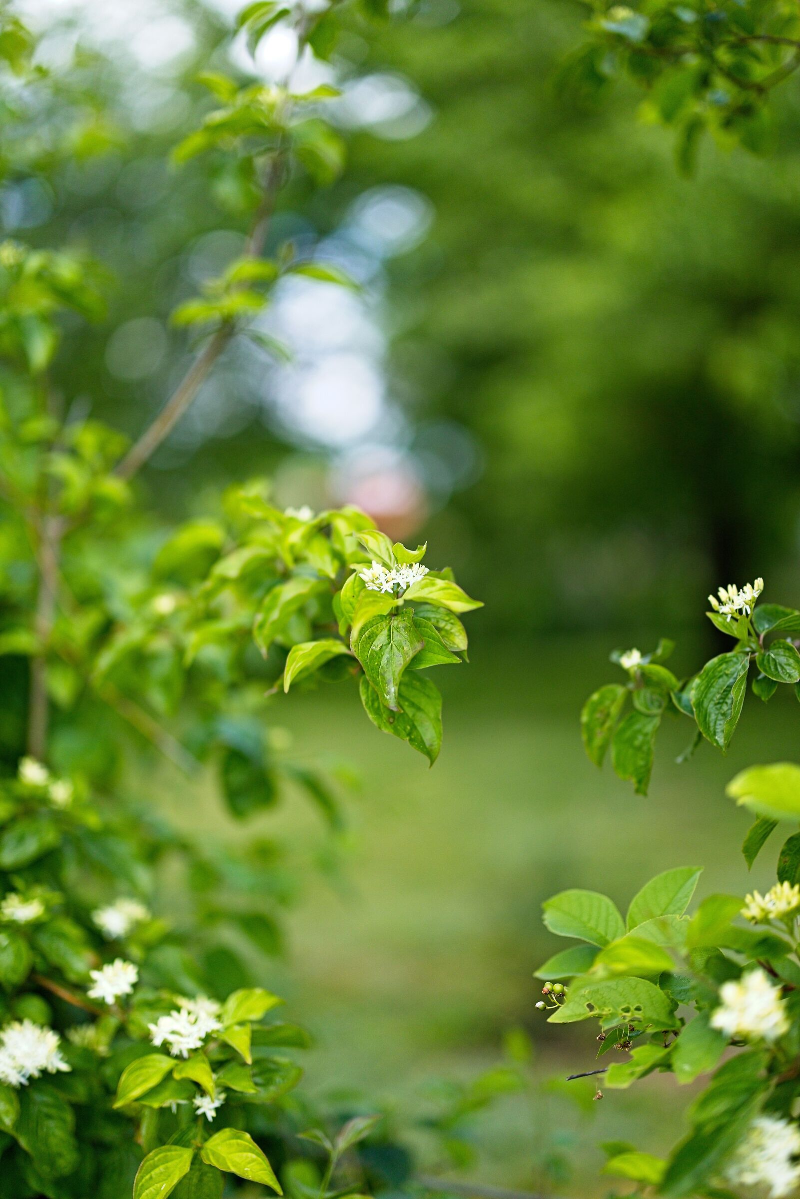 View through the hedge