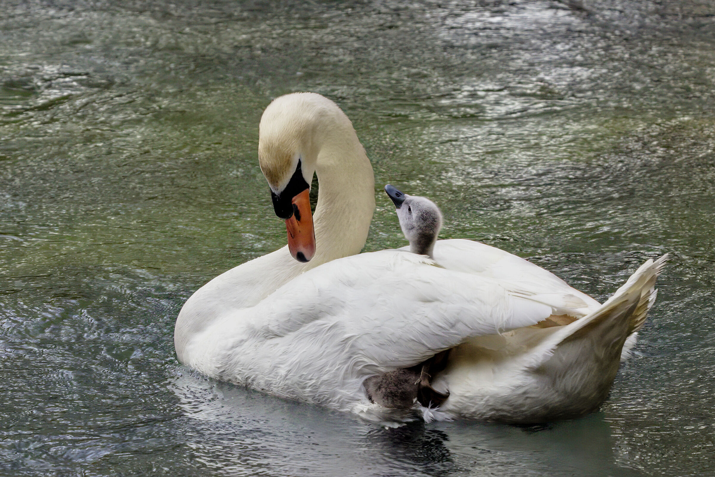 There is only one mother!