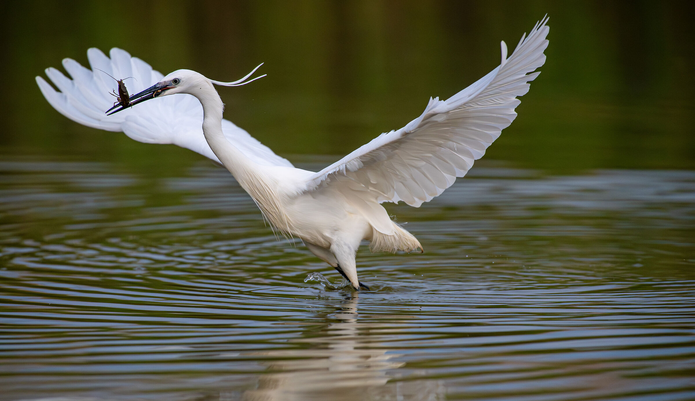 Egret at dinner