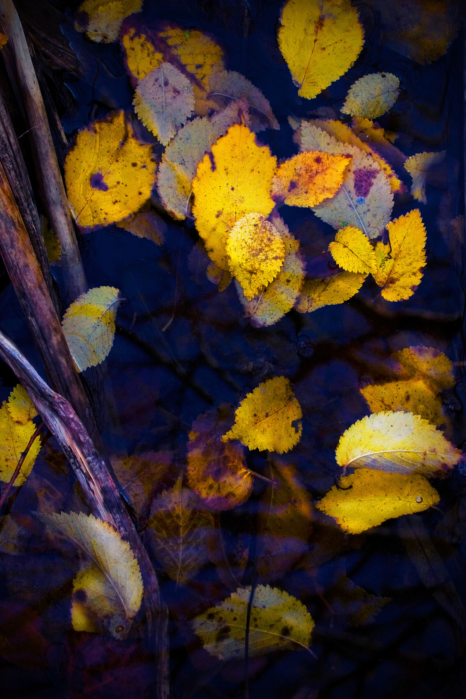 Composizione d'Autunno