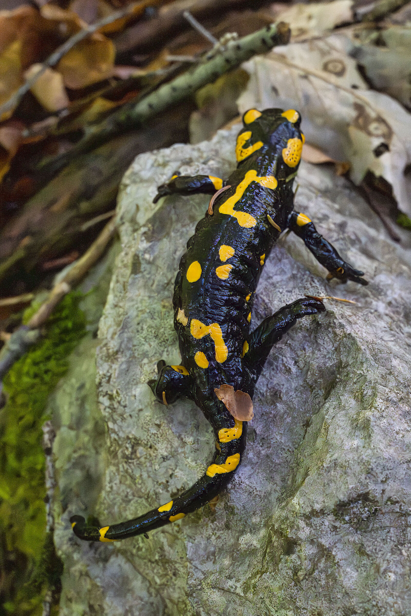 Rainy time salamander time