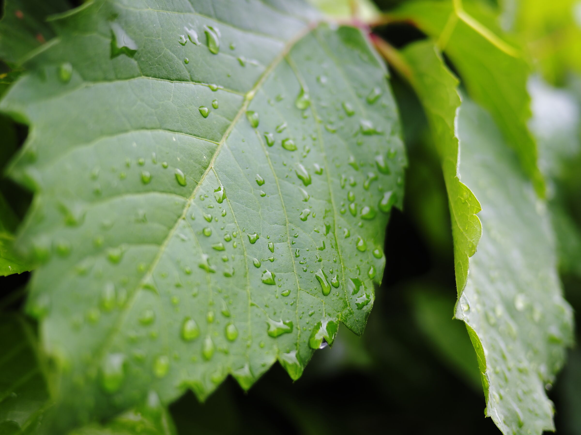 Common leaf