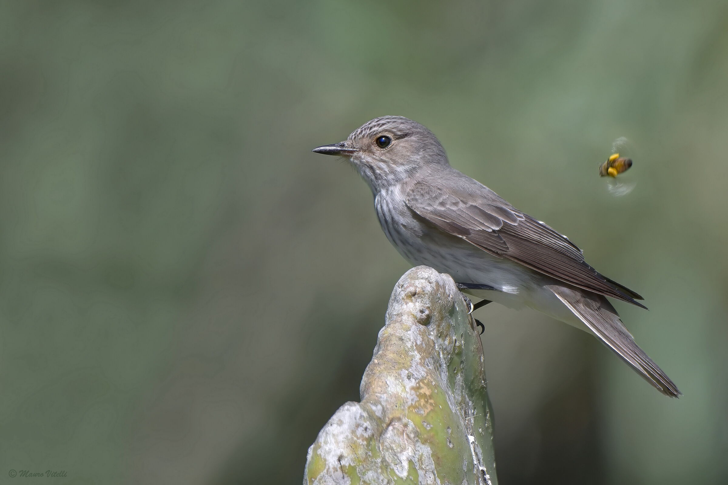Pigliamosche (Muscicapa striata)