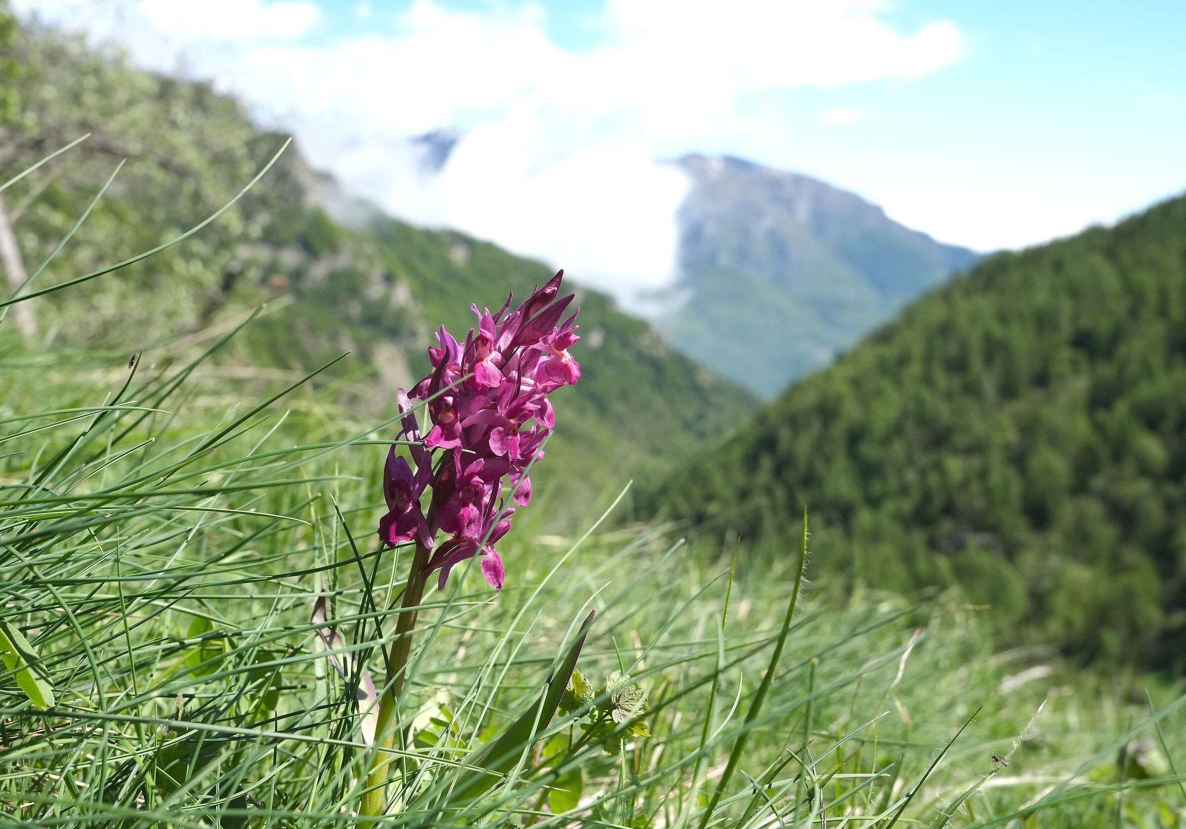 Wild orchid, Dactylorhiza sambucina