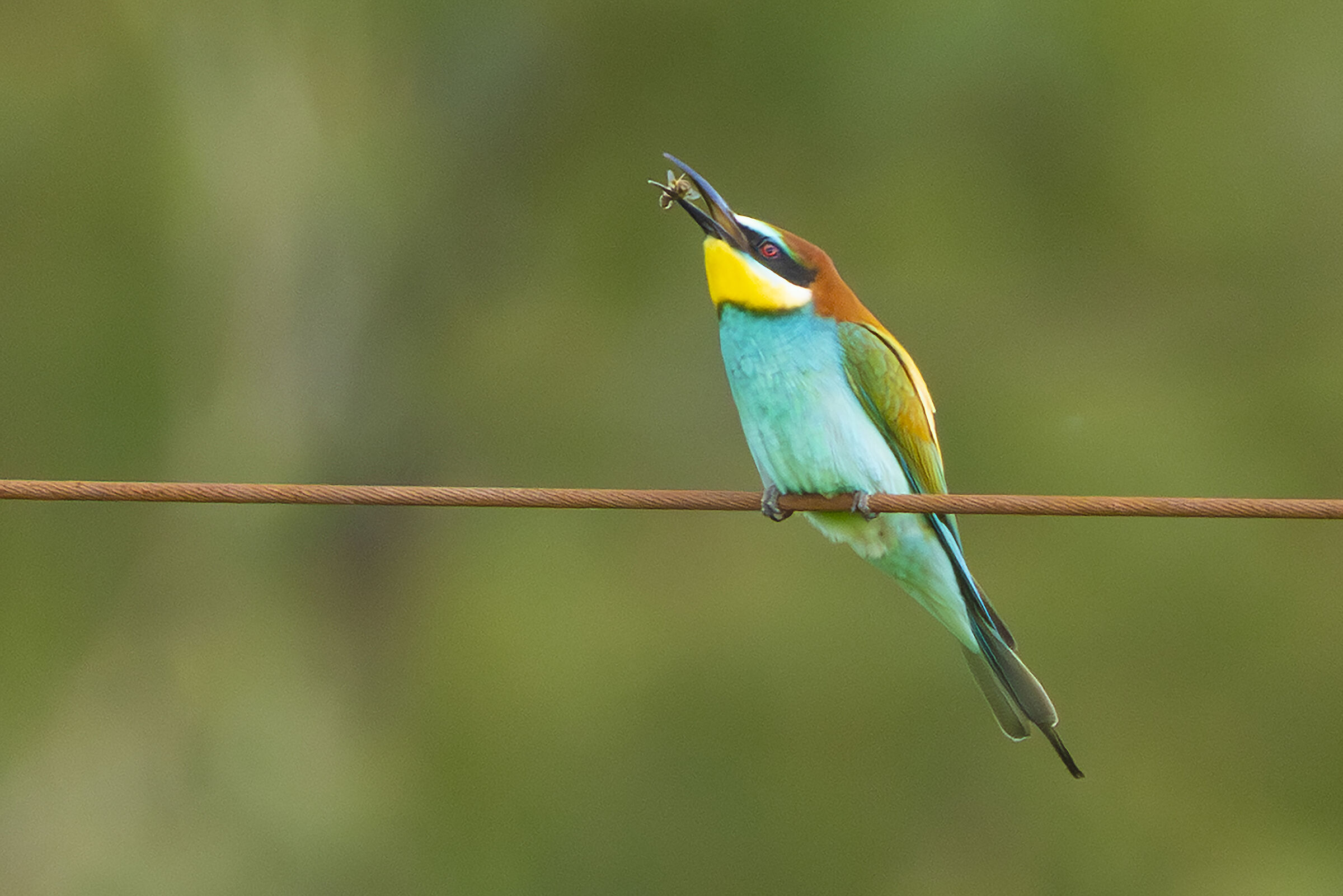 a bee eater feeding on a bee