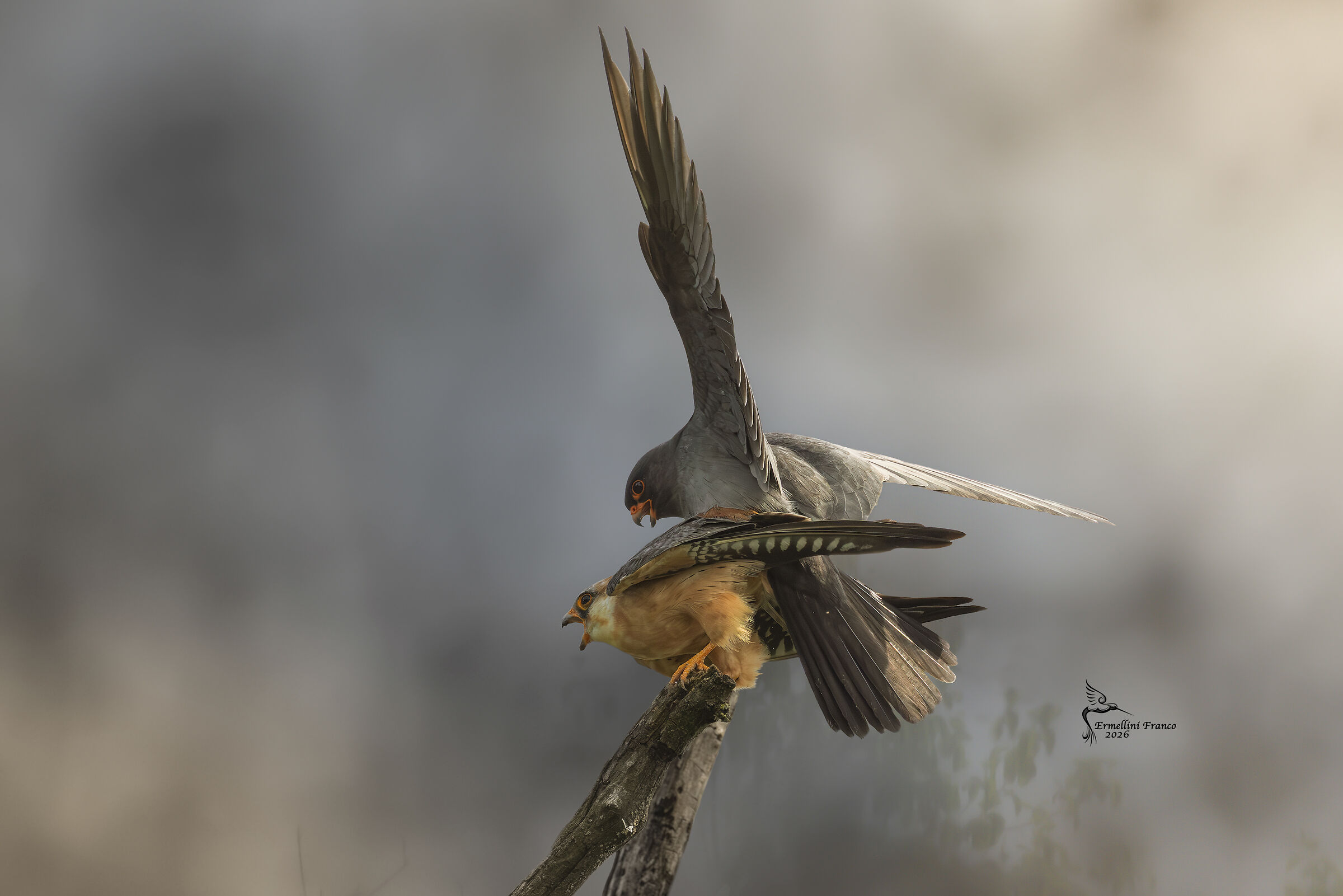 Cuckoo Falcon